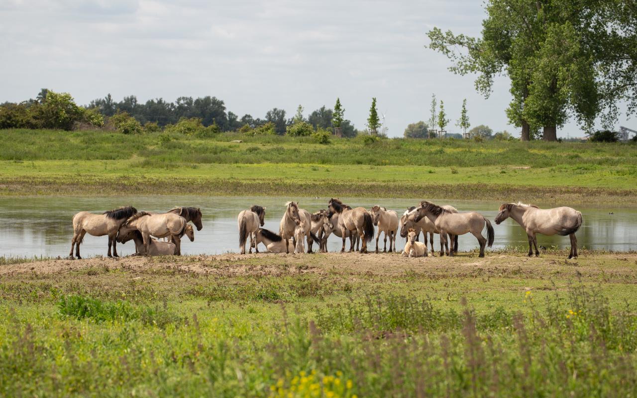 Konikpaarden in de Bisonbaai