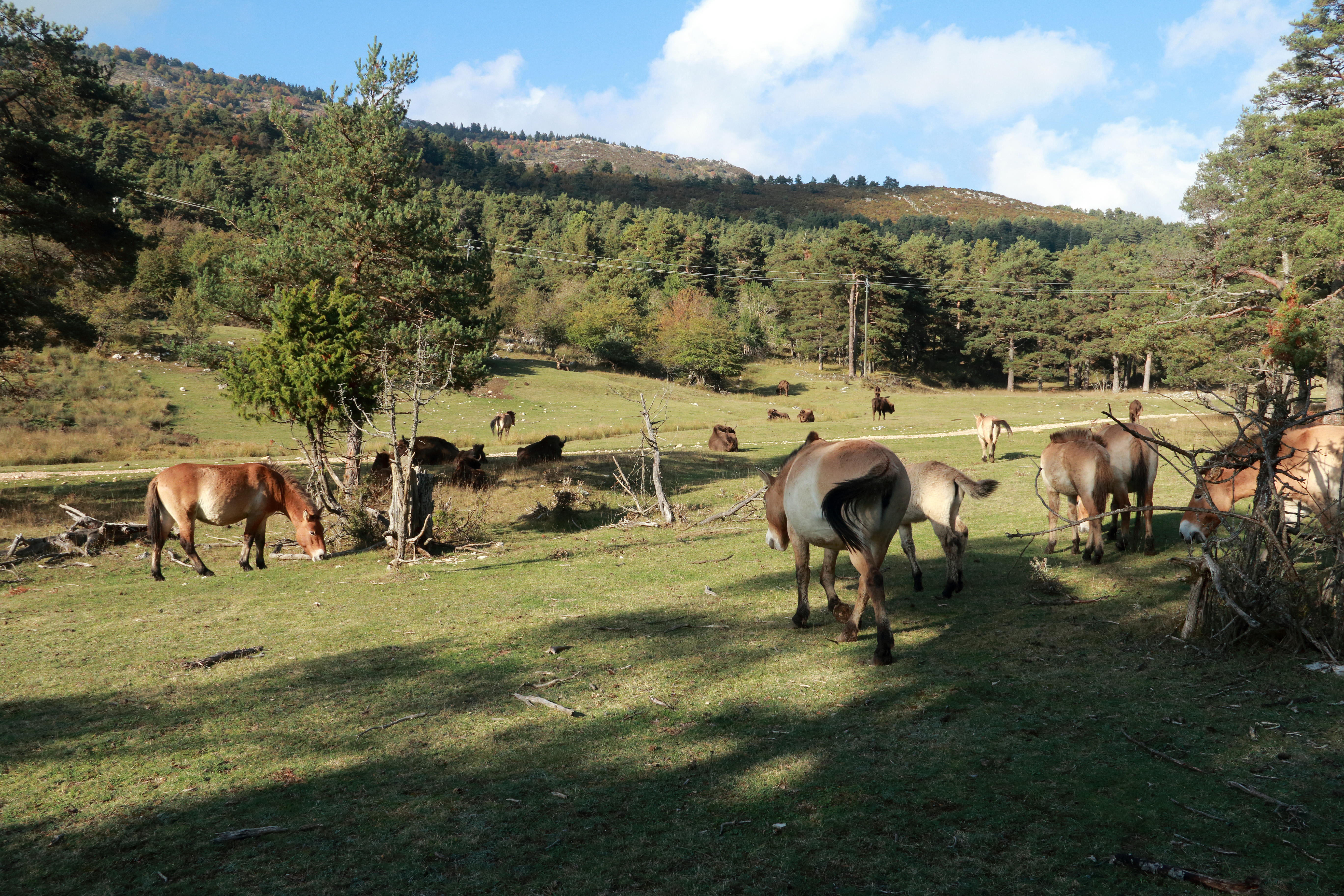 Przewalski paarden en wisenten in Mont d'Azur Frankrijk