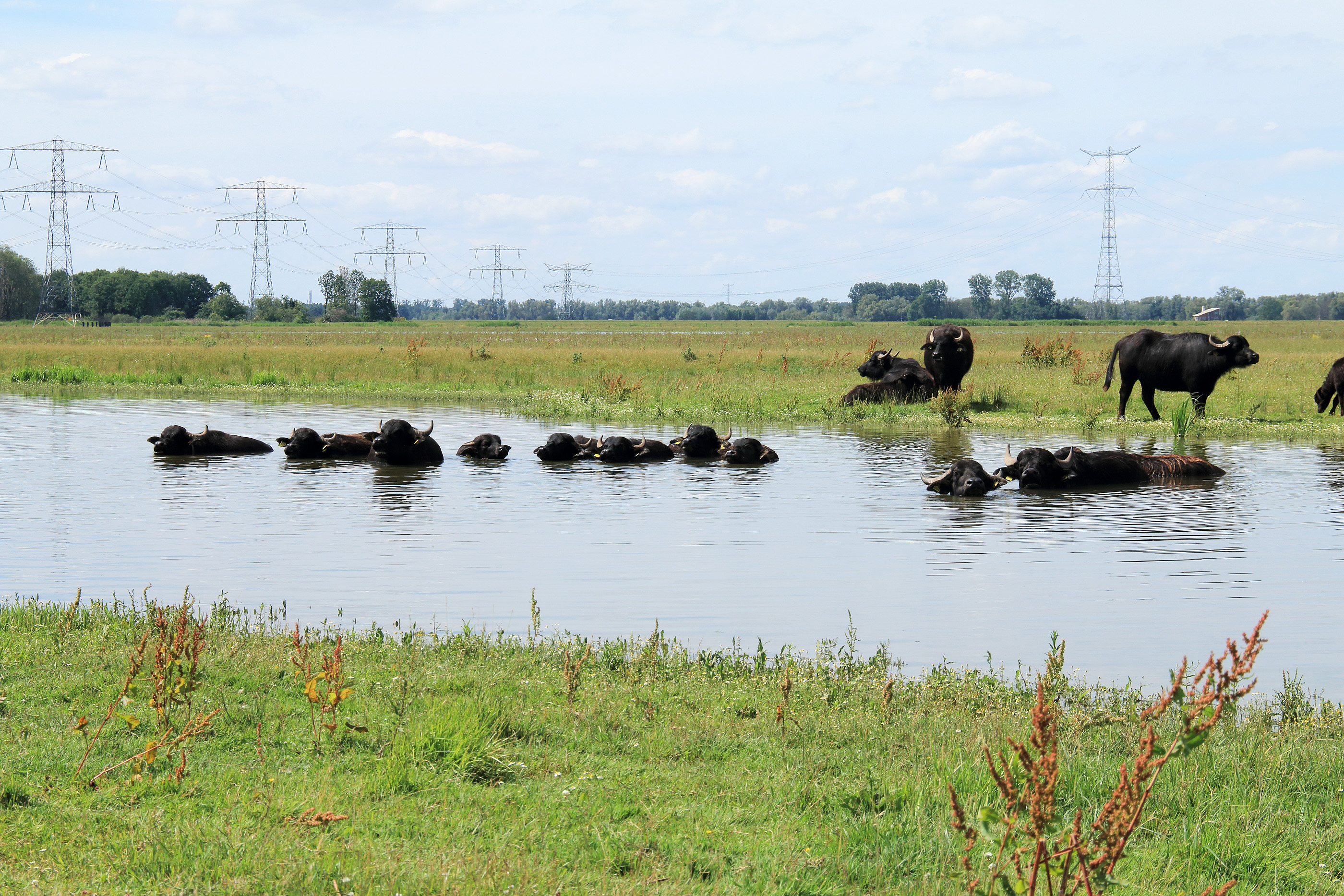 Waterbuffels zwemmend in de Noordwaard