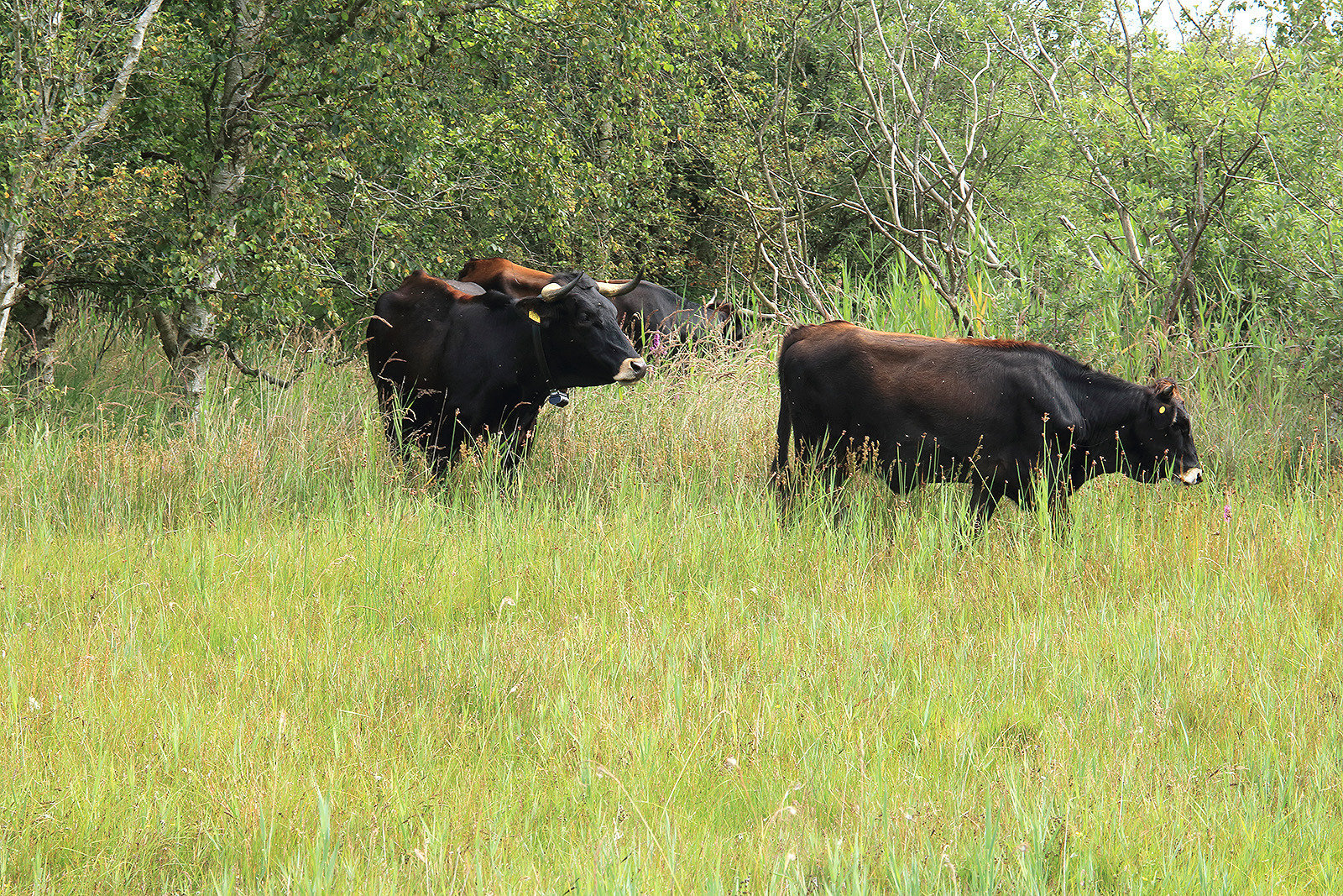 Sayaguesa runderen op Schiermonnikoog