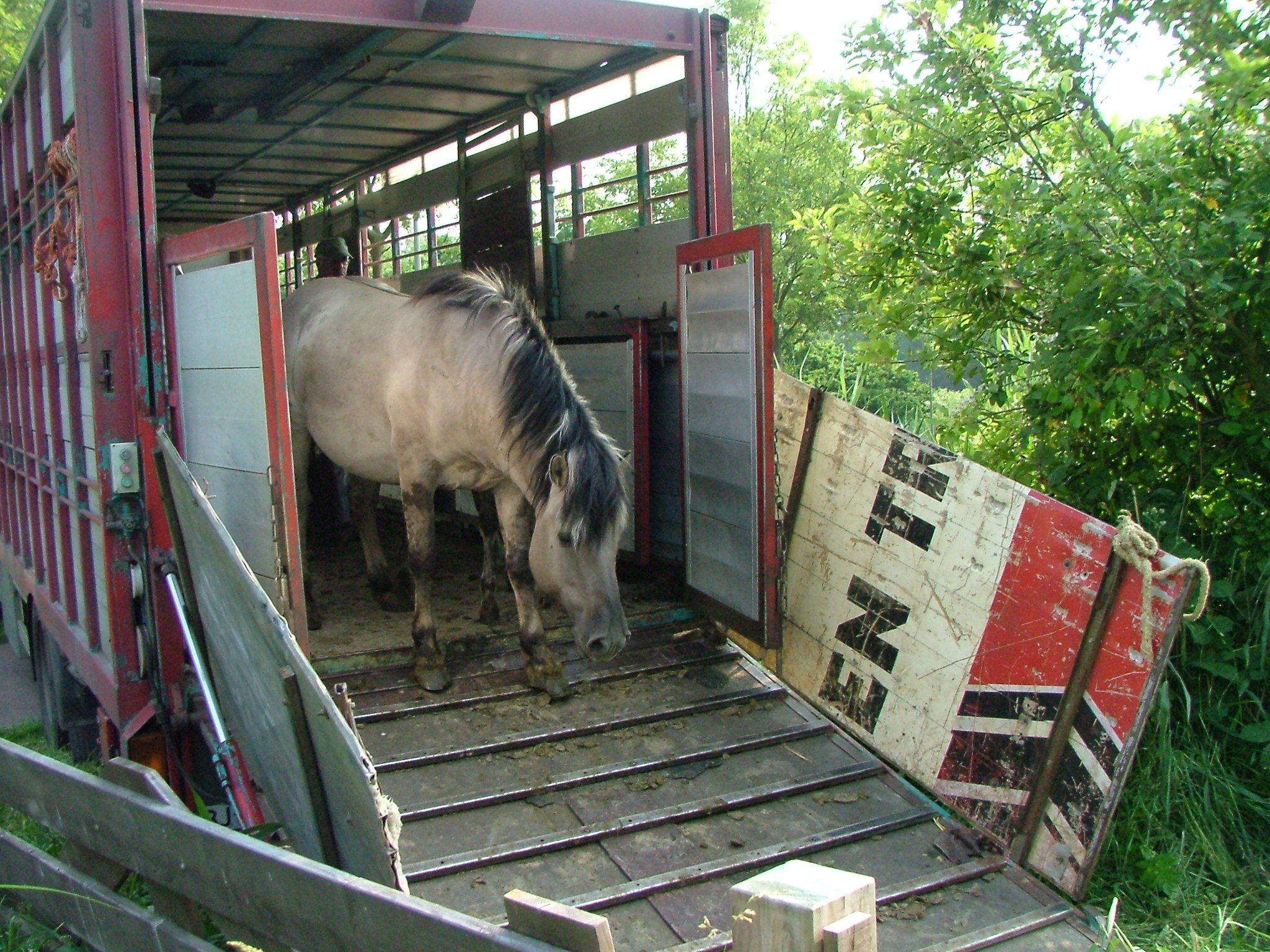 7 juni 2007, eerste koniks arriveren in het Geuzenbos
