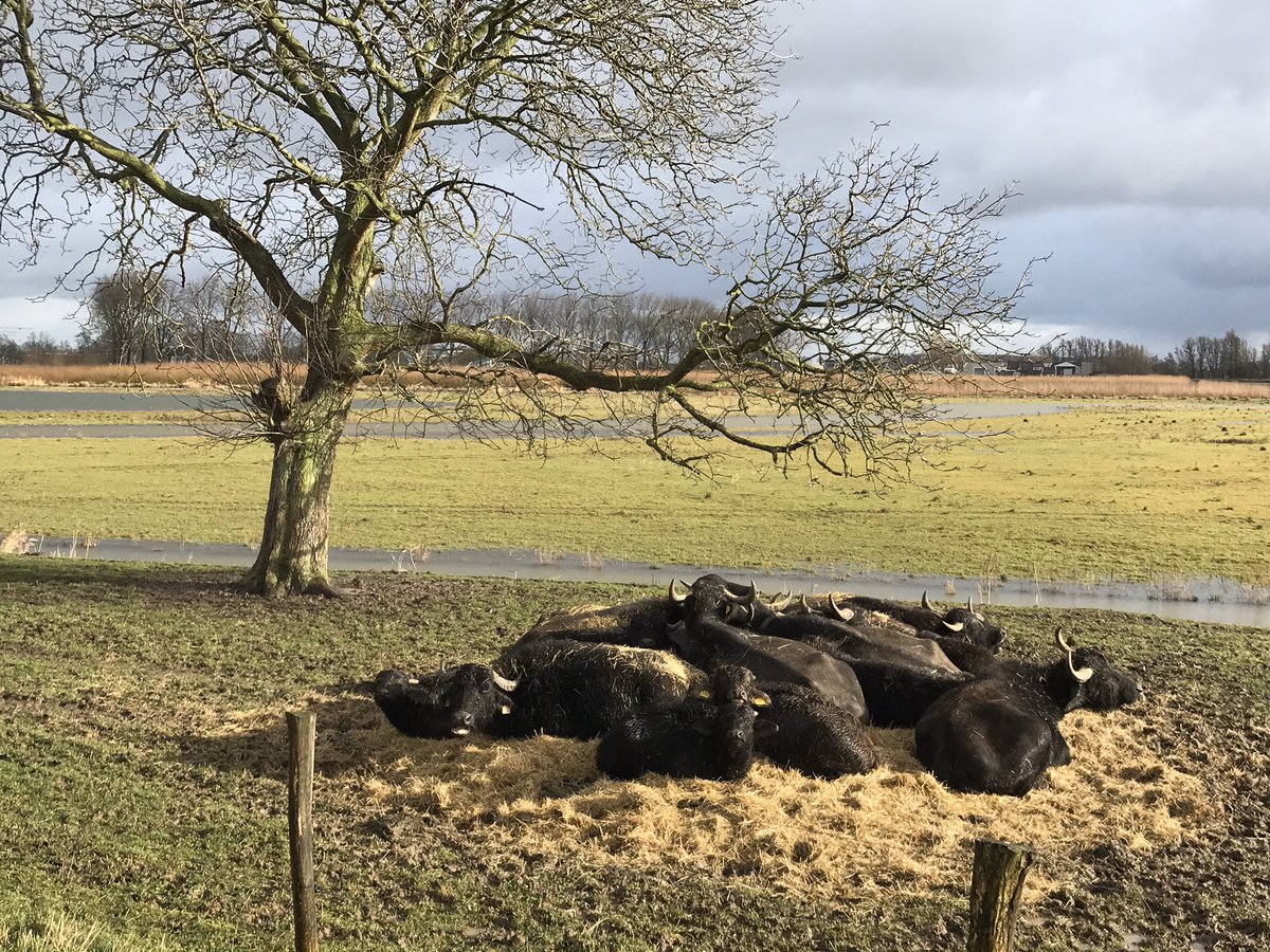 Waterbuffels op het hooi