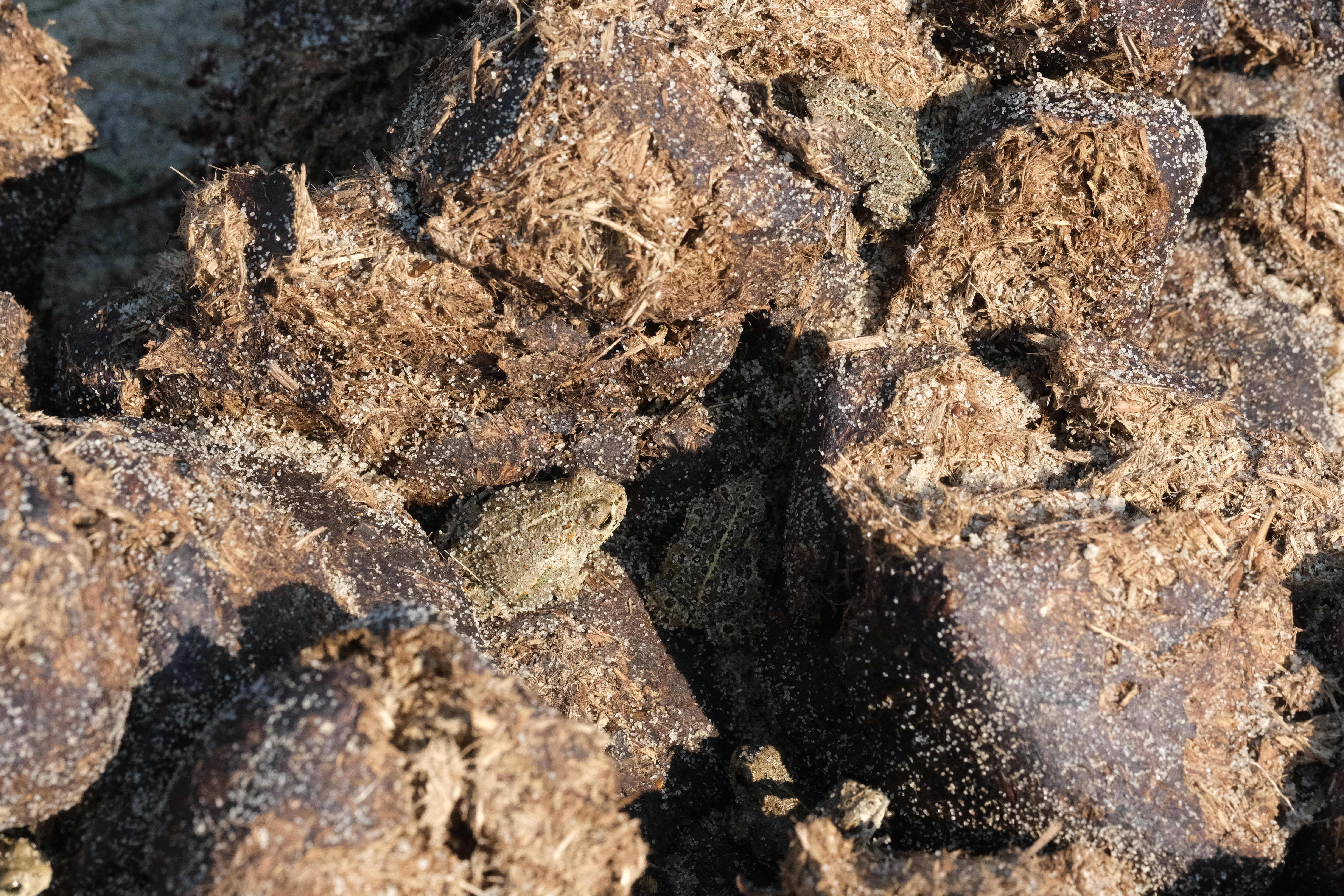Rugstreeppadden op mest van konikpaarden.