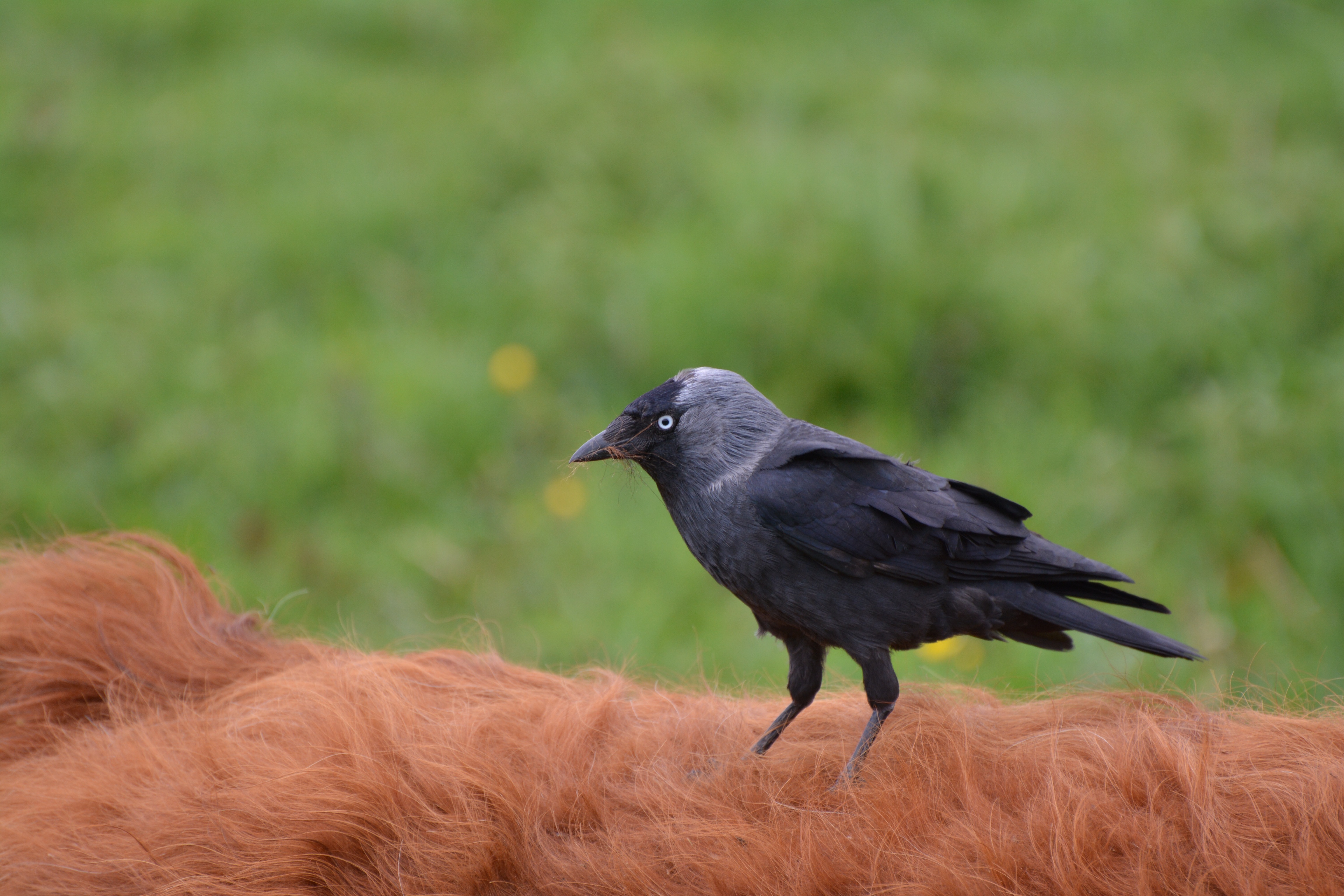 Vogels als bondgenoten van de grazers op de Staart © Petra Snijder