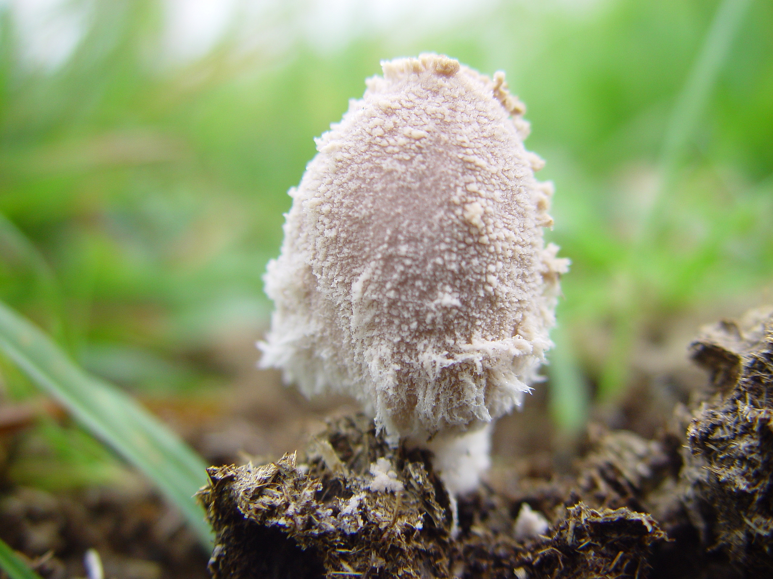 Figuur 2: Valse witte mestinktzwam (Coprinus pseudoniveus) is een zeldzame paddenstoel.