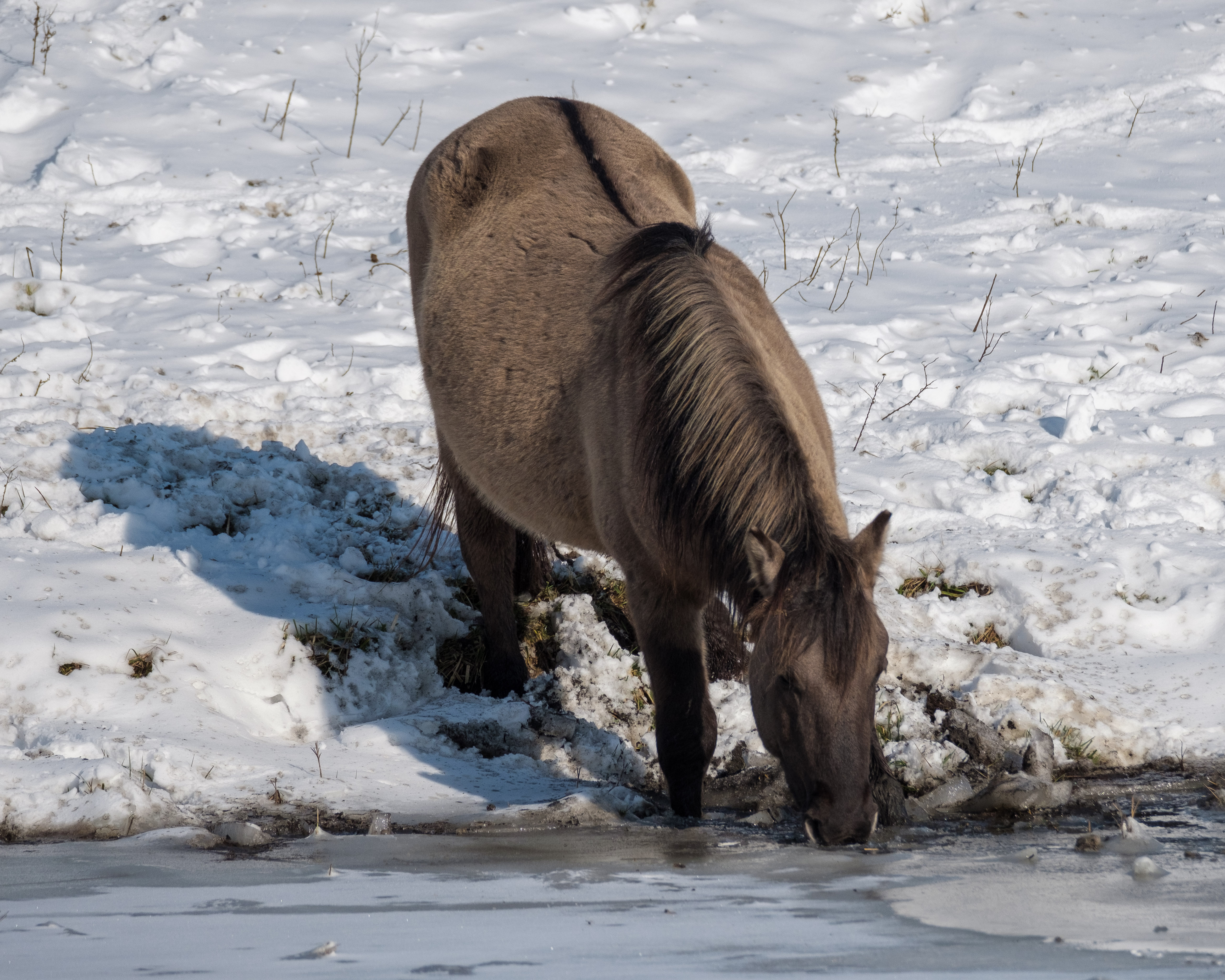 Konikpaard bij een zelfgemaakt wak (Foto: Frans Tijink)