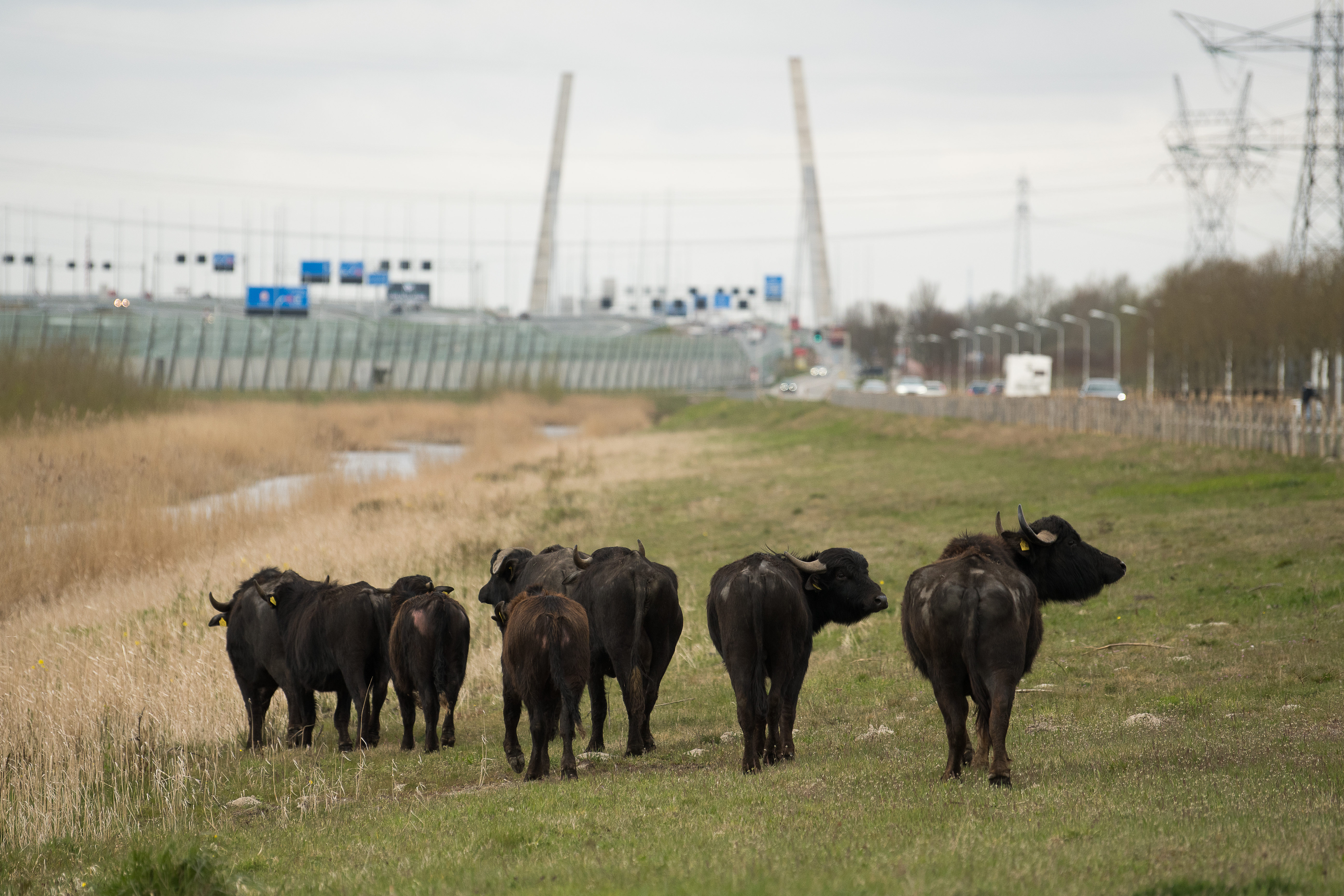 Waterbuffels op ontdekkingstocht in Diemerscheg