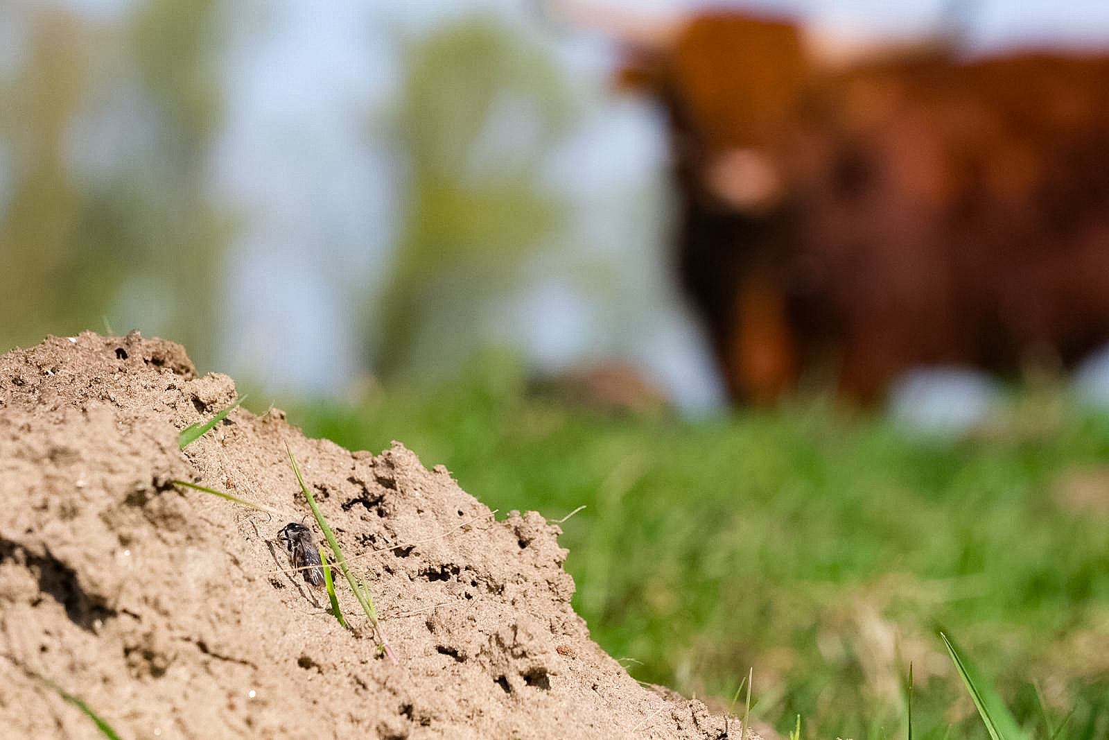 Stier en grijze zandbij