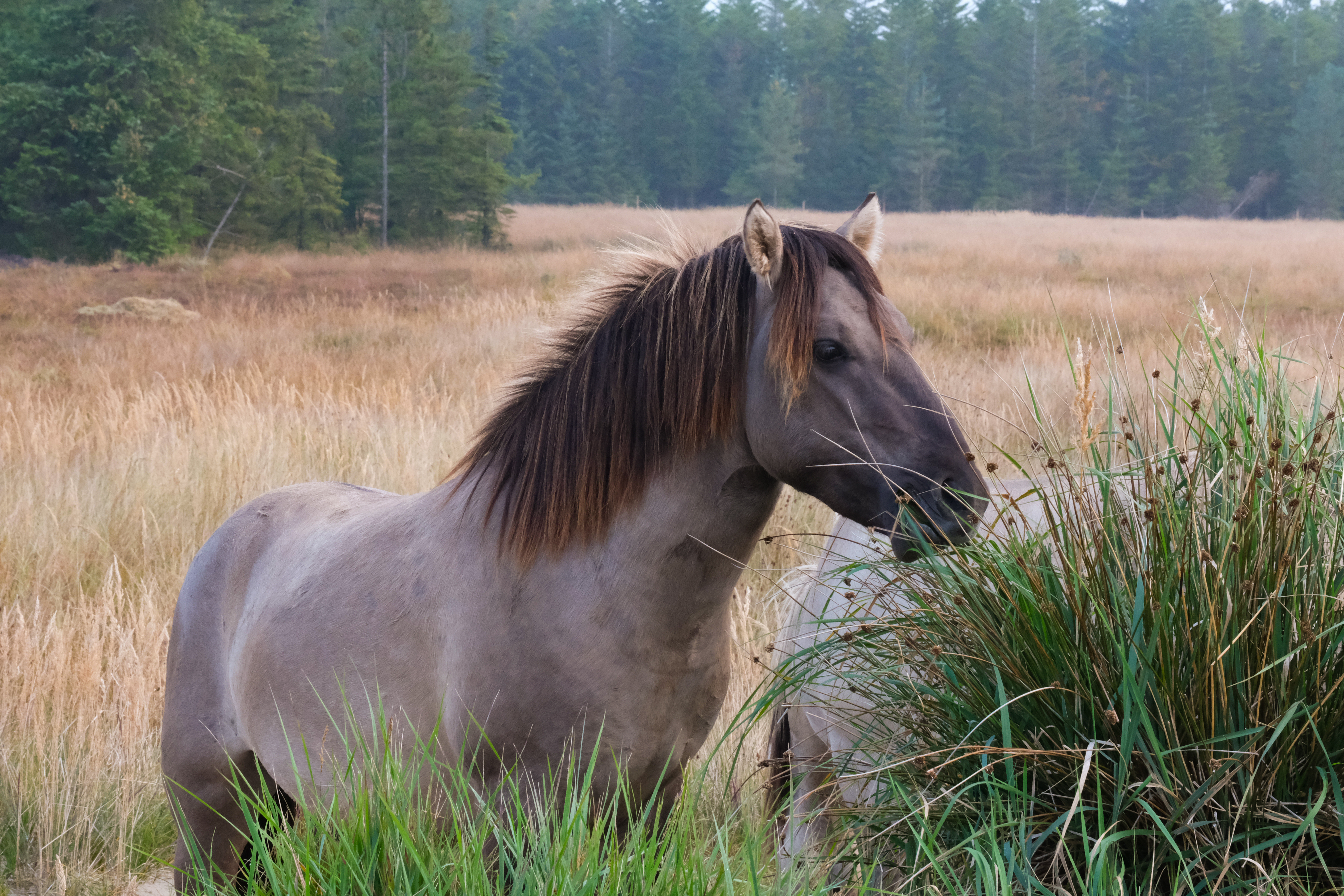 Denemarken