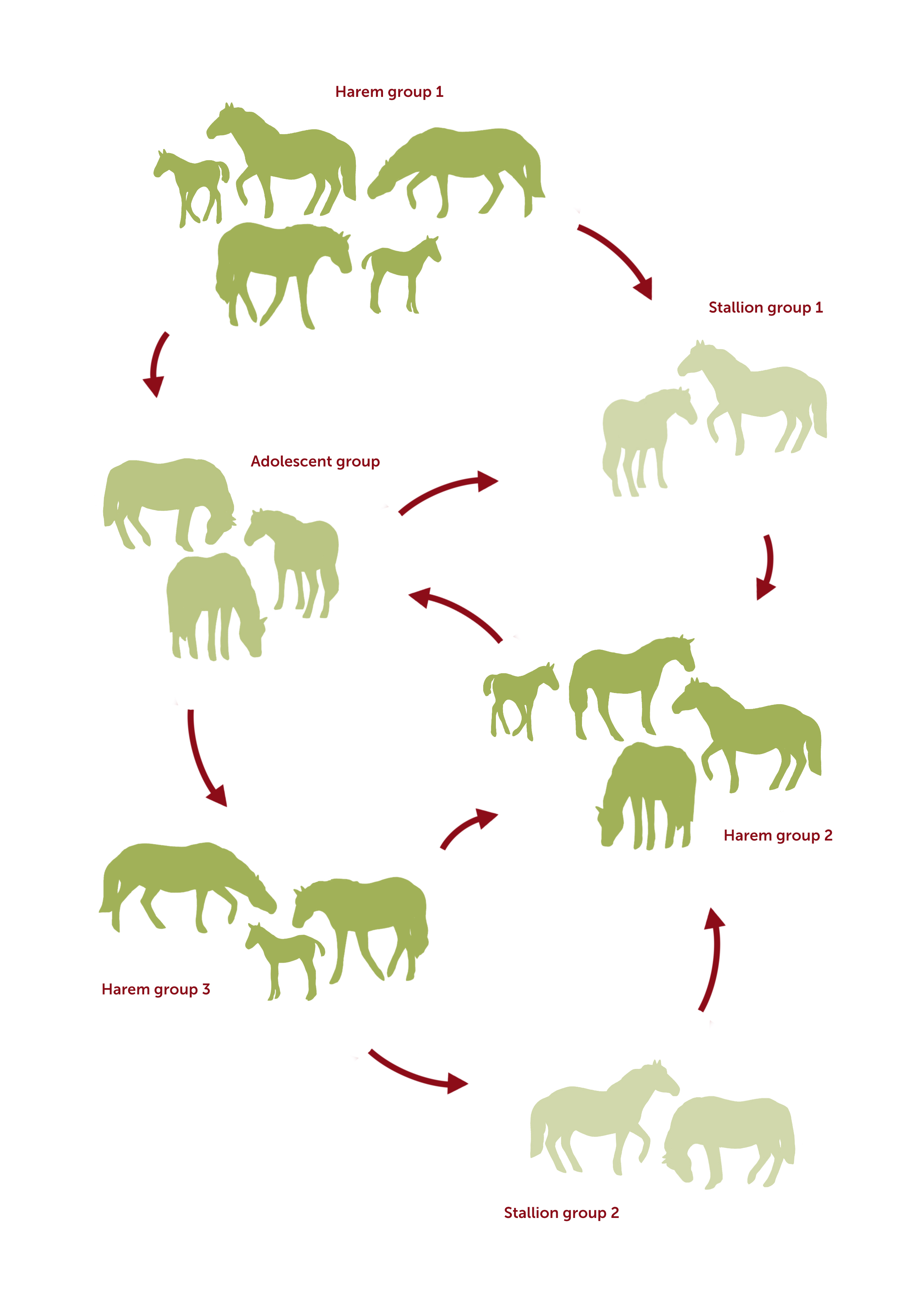 Social herd horses