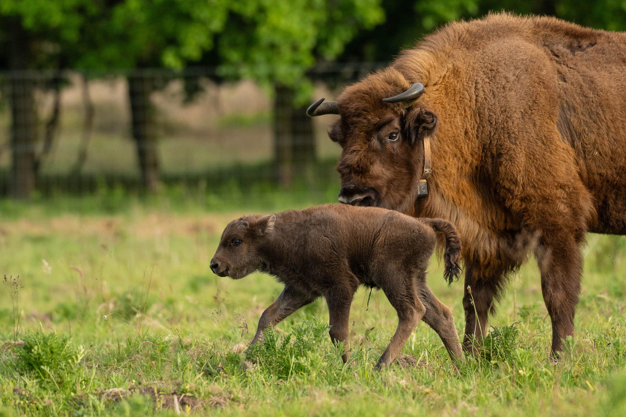 Kalf wisent Veluwe