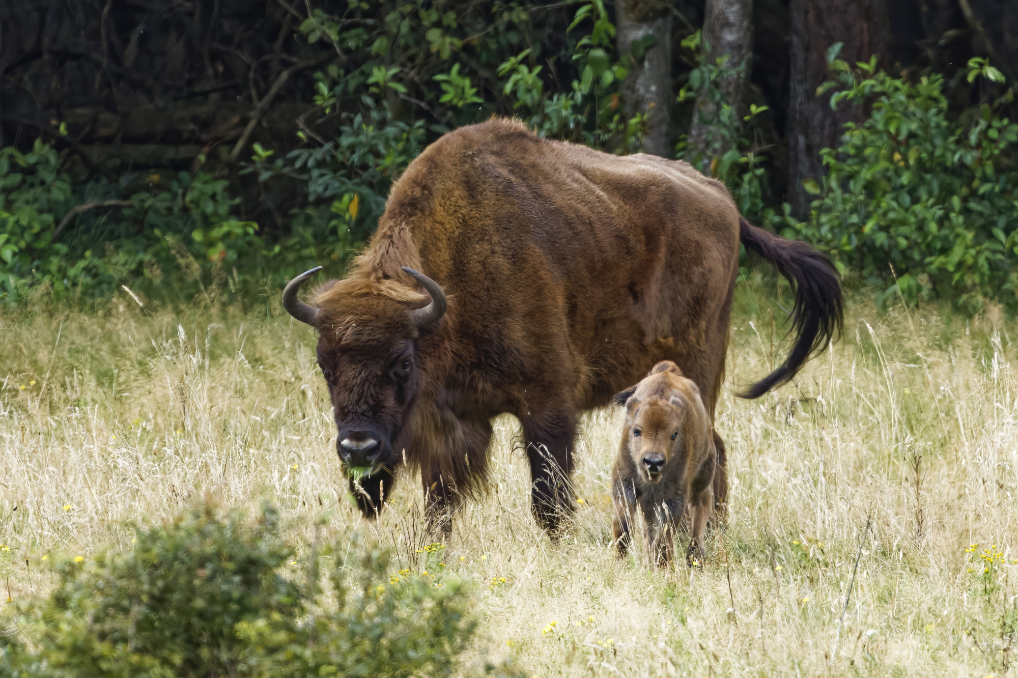 Koekalf Veluwe