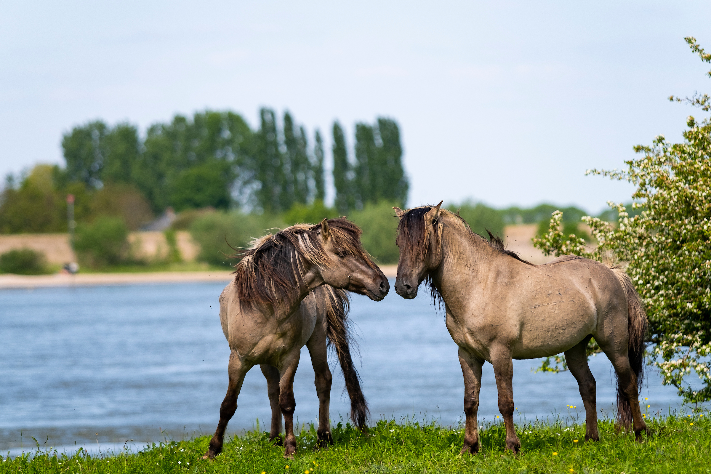 Paard