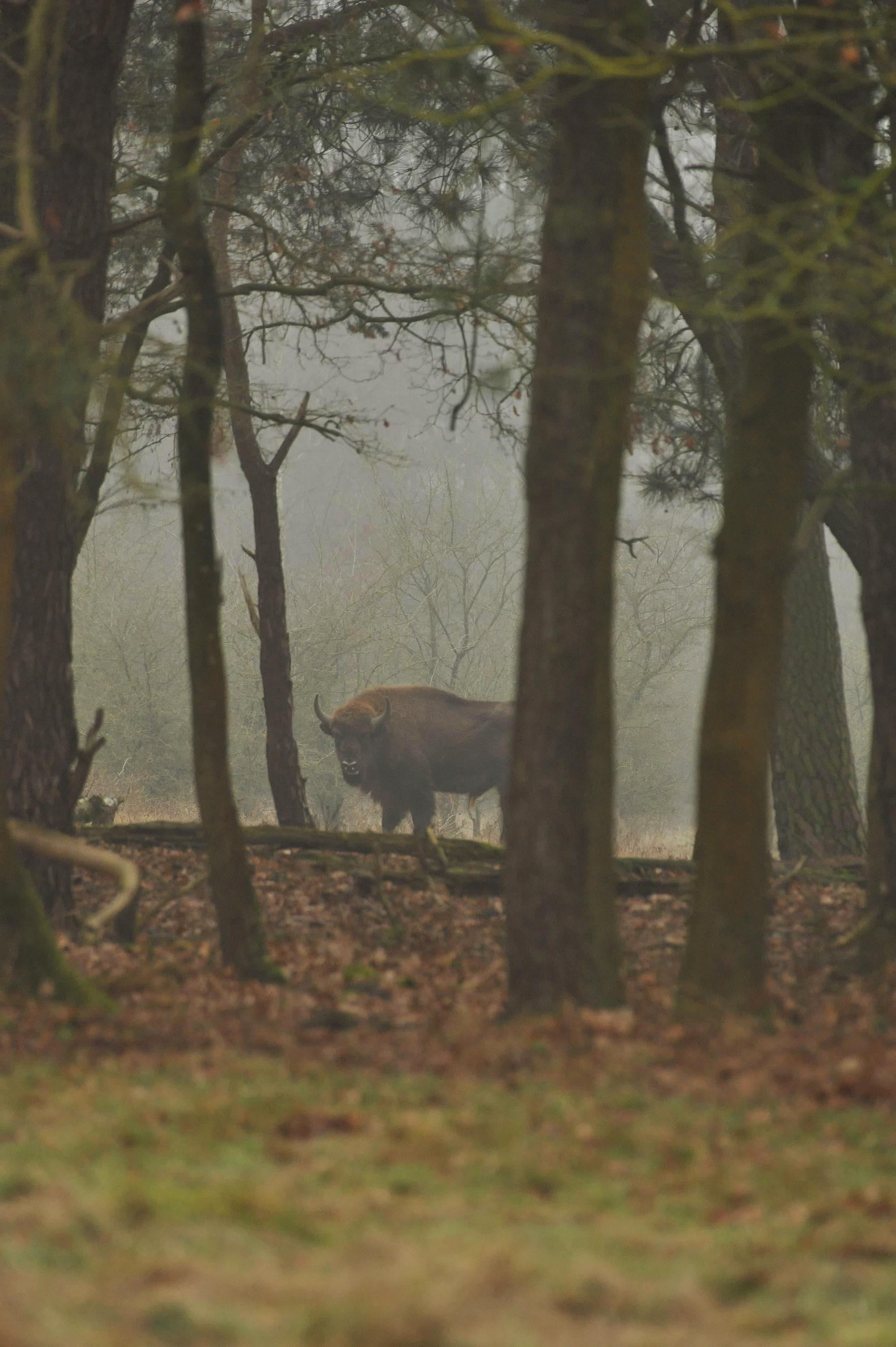 Wisent in mist. Siegi van Mil