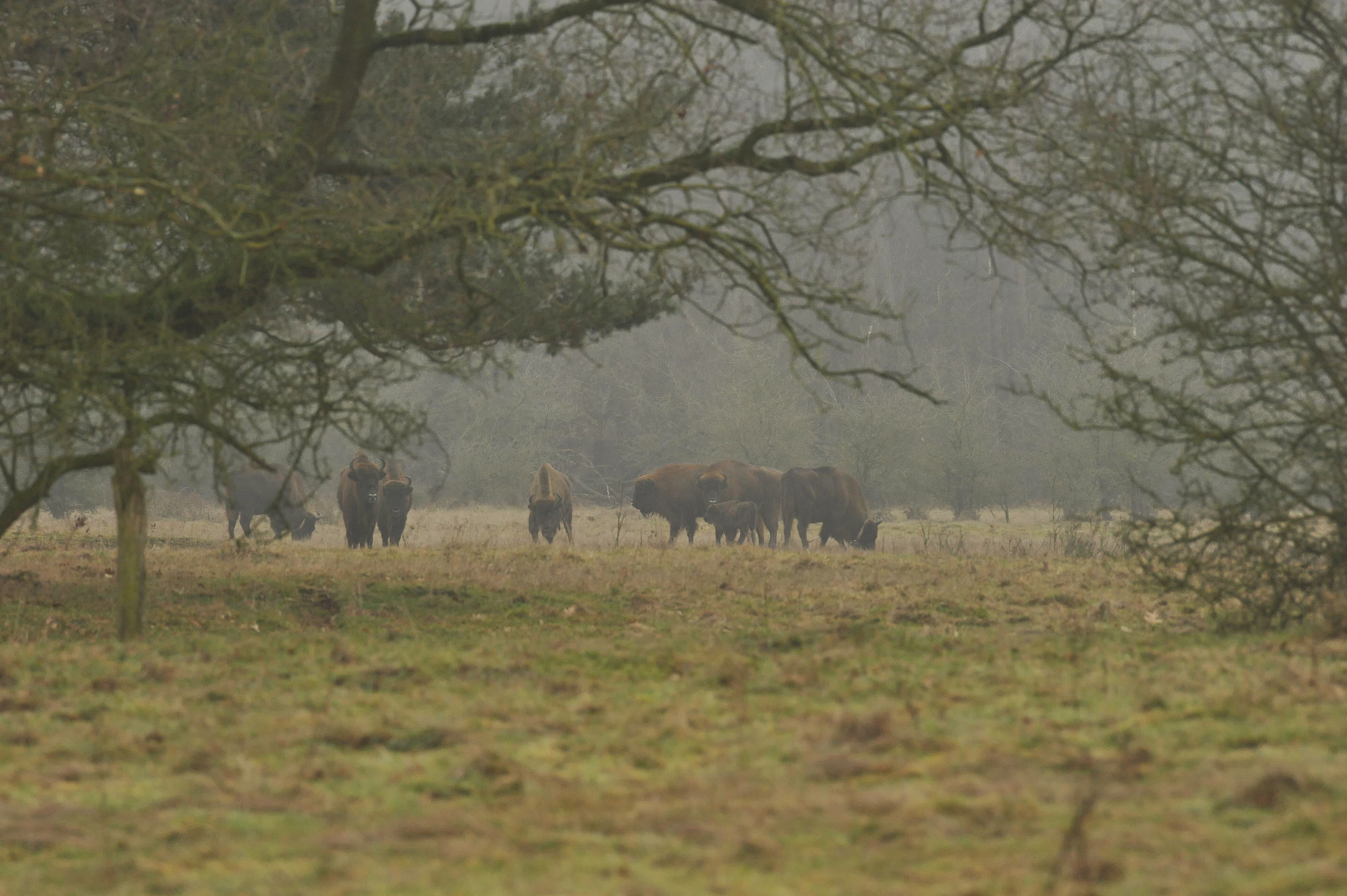 Wisent in mist. Siegi van Mil