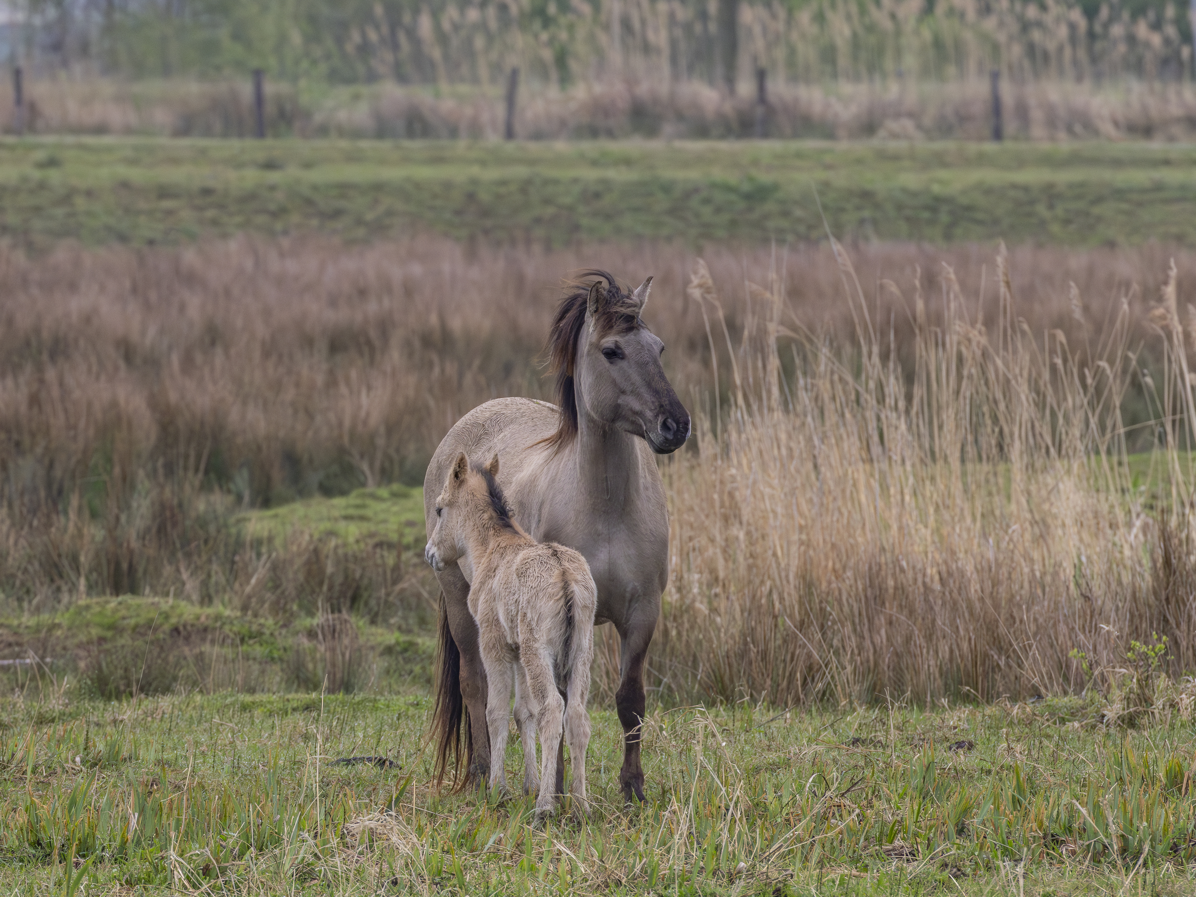 Konikpaarden kanaalpark
