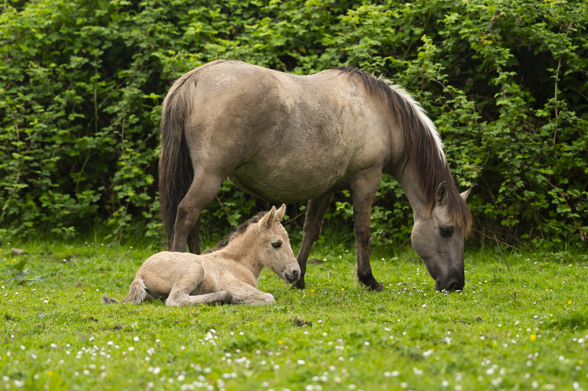 Konik met veulen