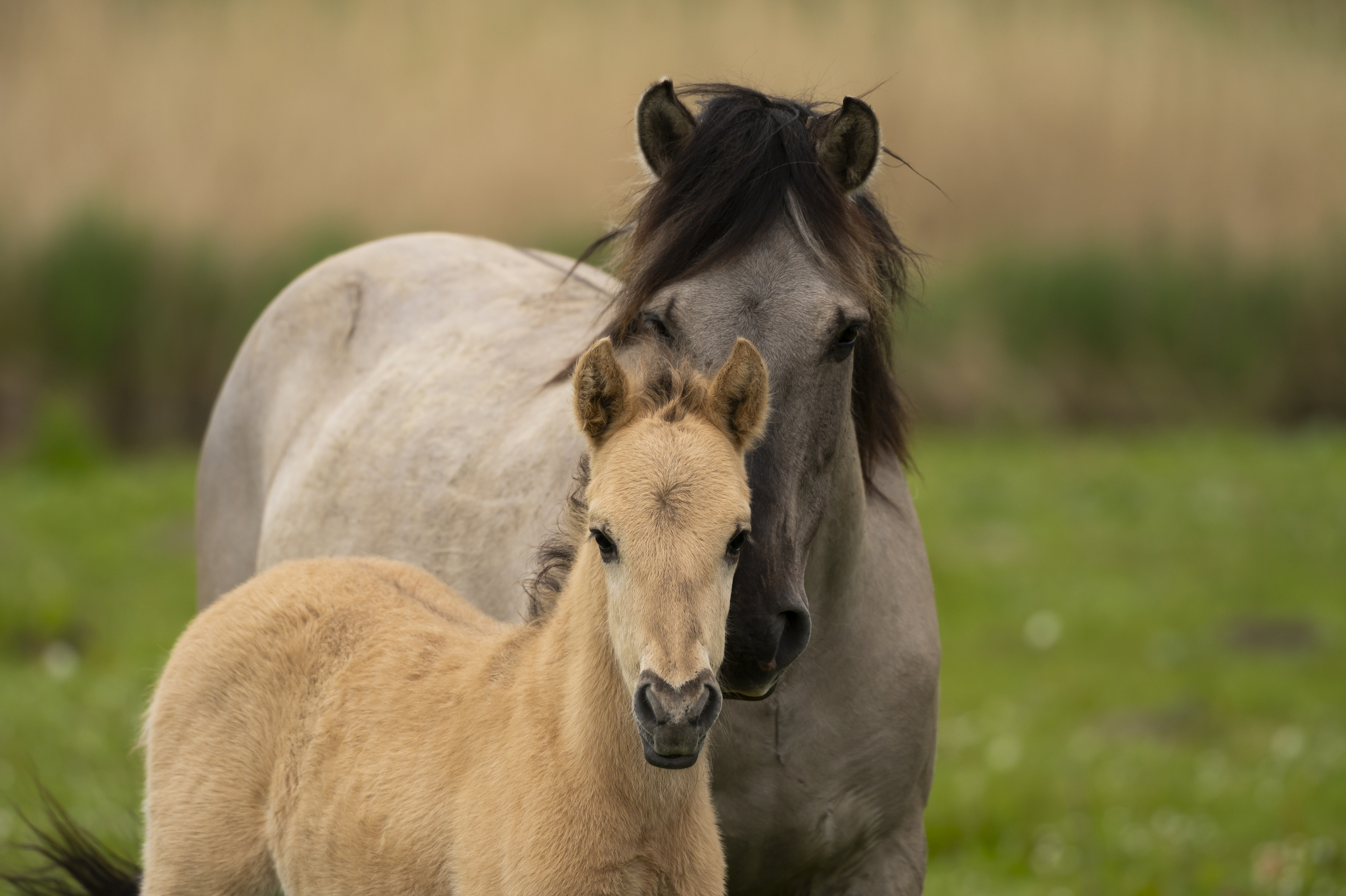 Konik met veulen