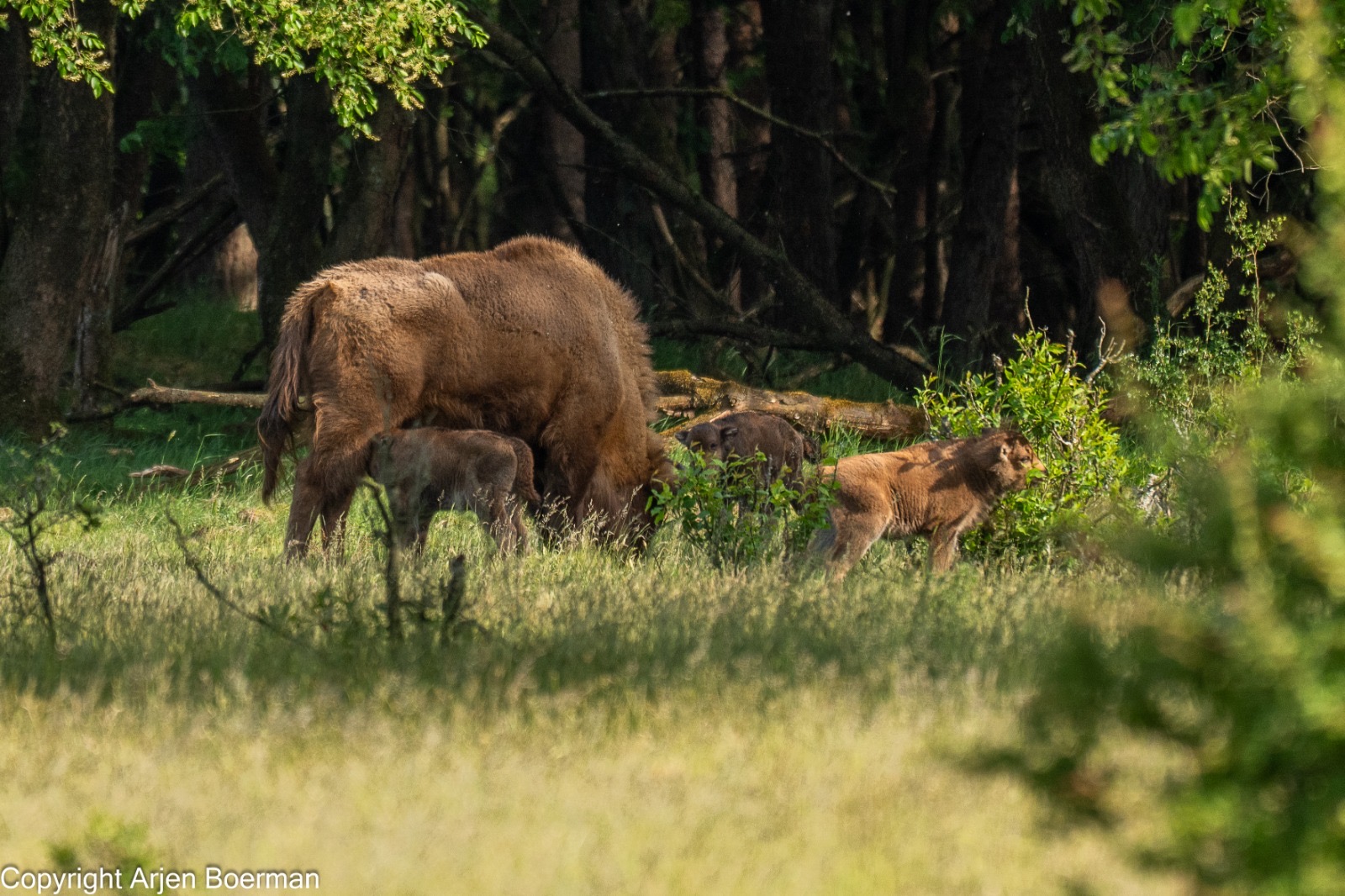 Kalfjes Veluwe