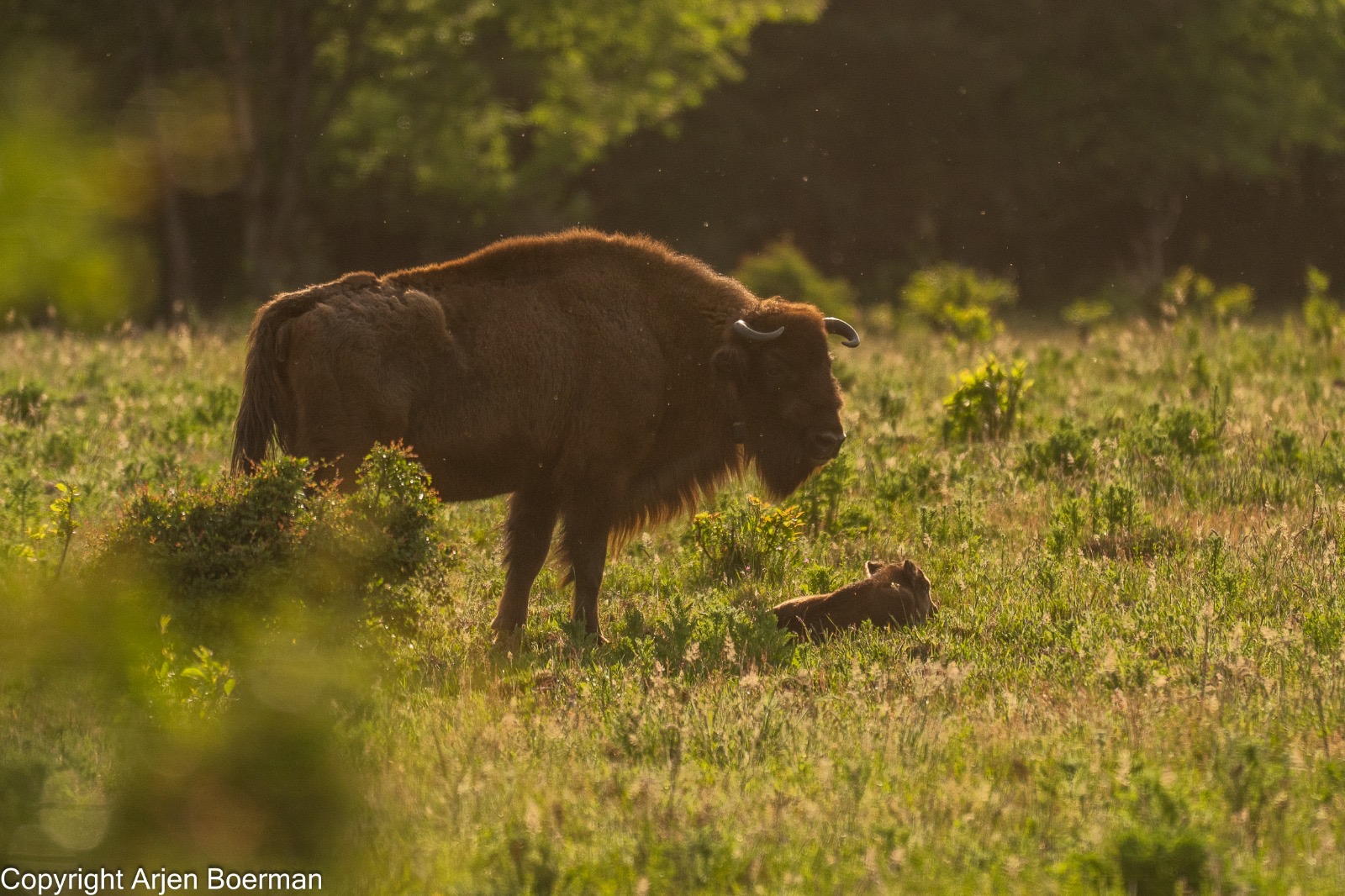 Kalfjes Veluwe