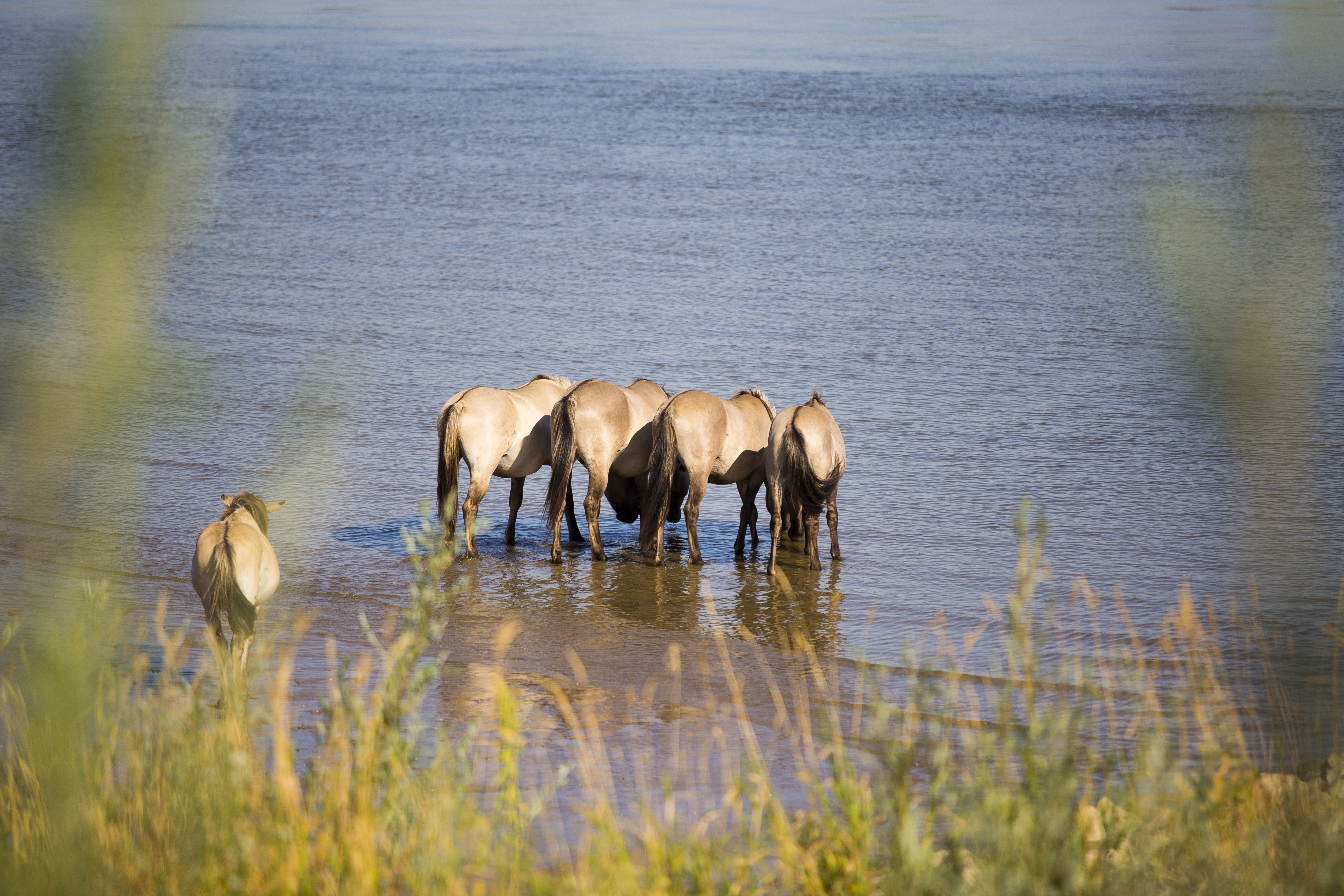Paarden