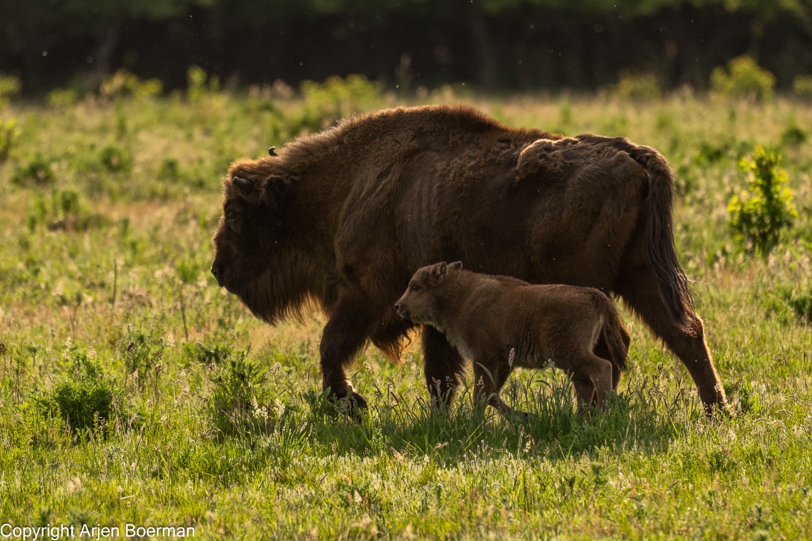 Kalfjes Veluwe