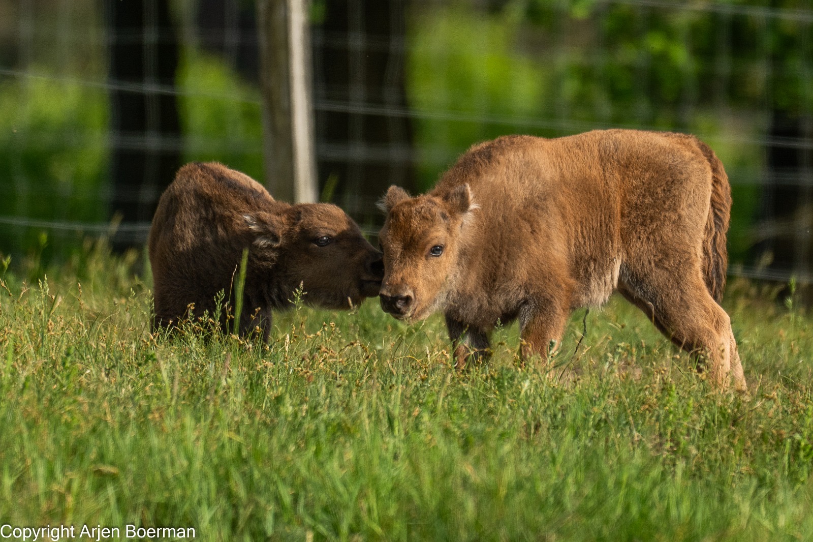 Kalfjes Veluwe