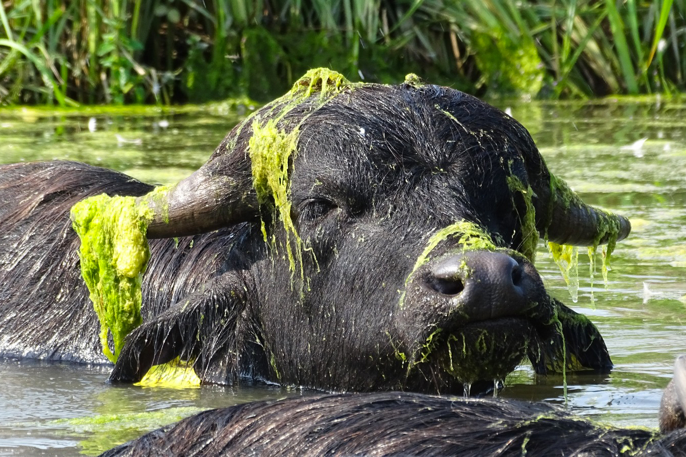 Waterbuffel