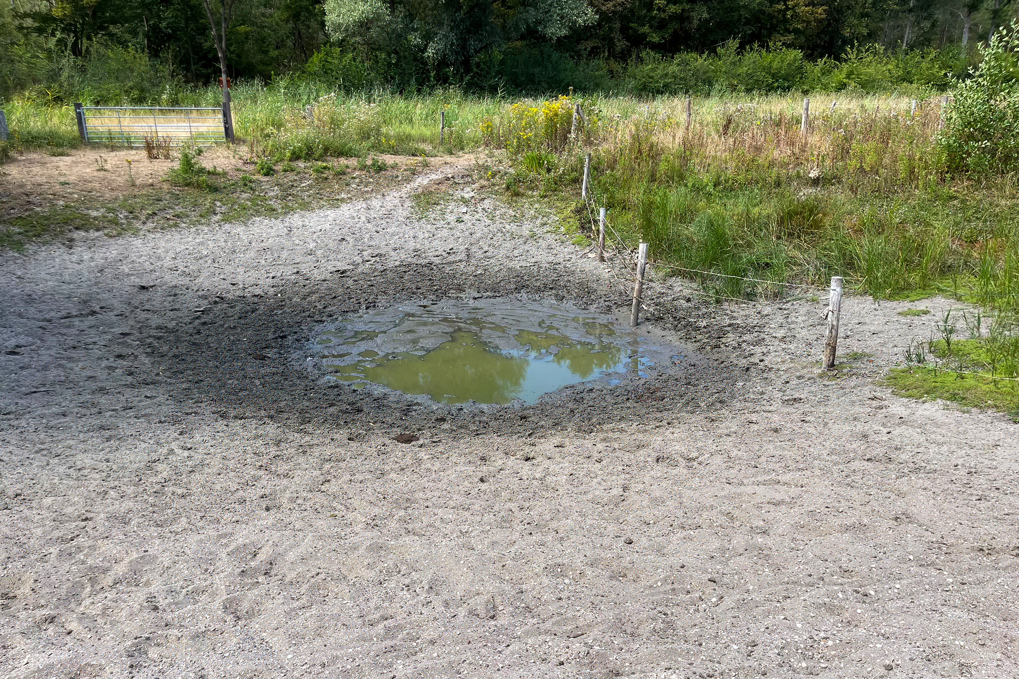 Poel