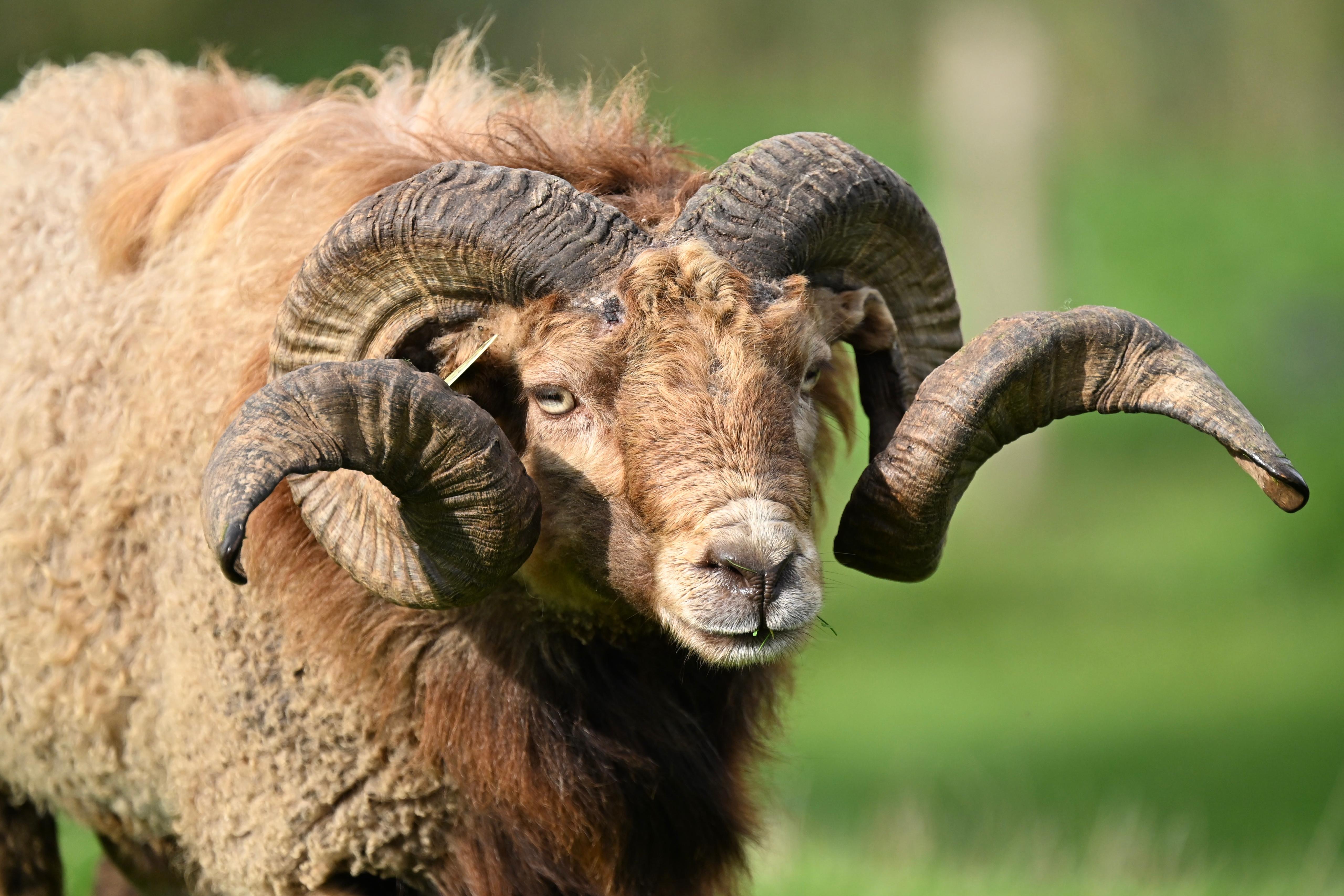 Schaap