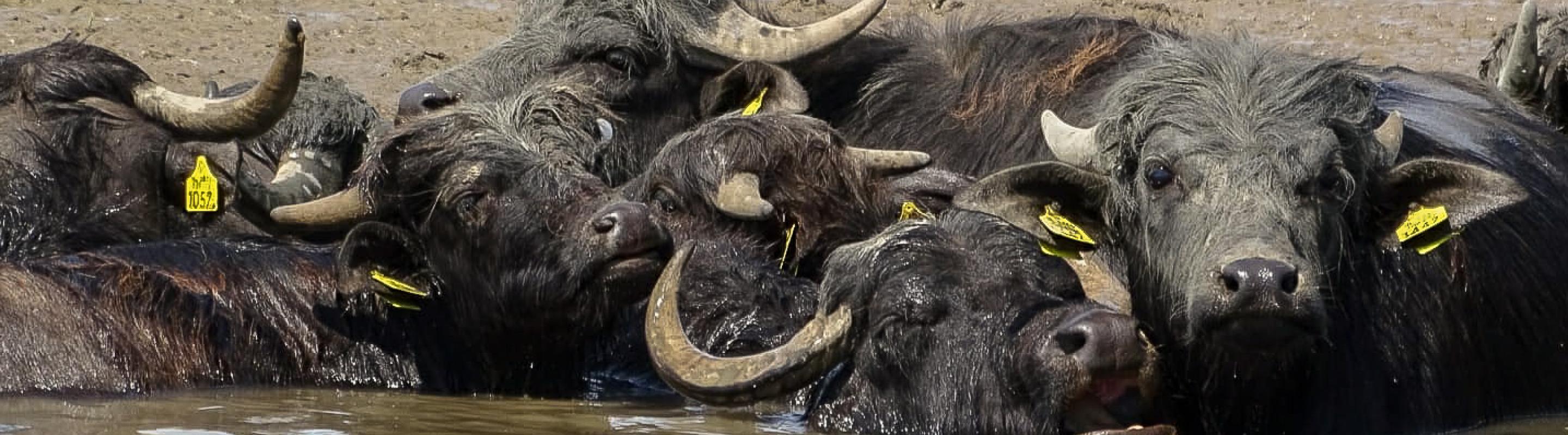 Waterbuffels Noordwaard