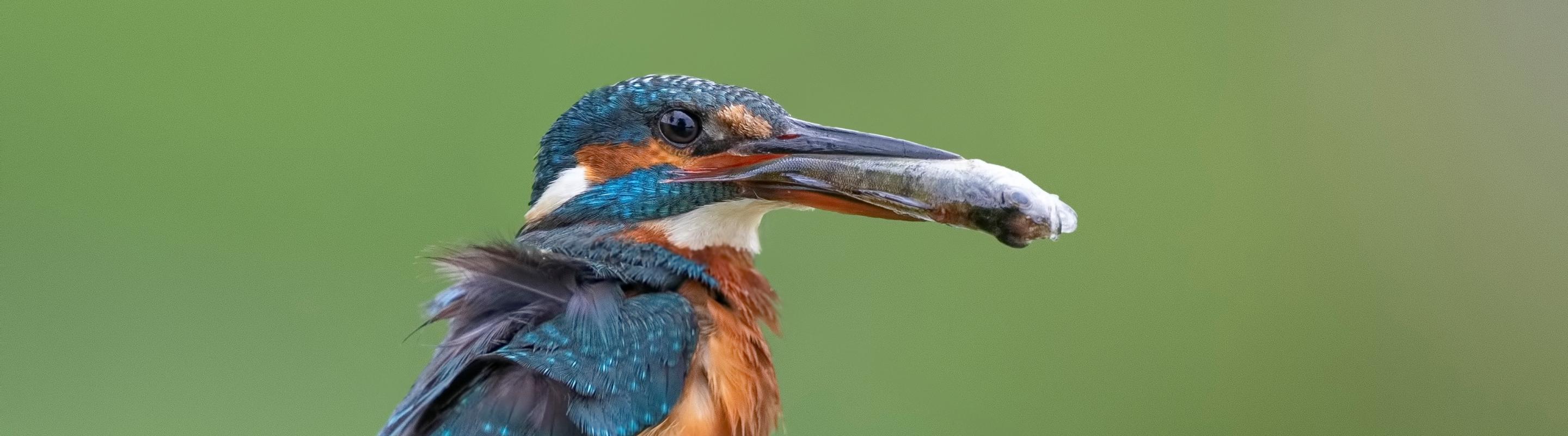 Ijsvogel Kuipersveer © Rob van Mourick