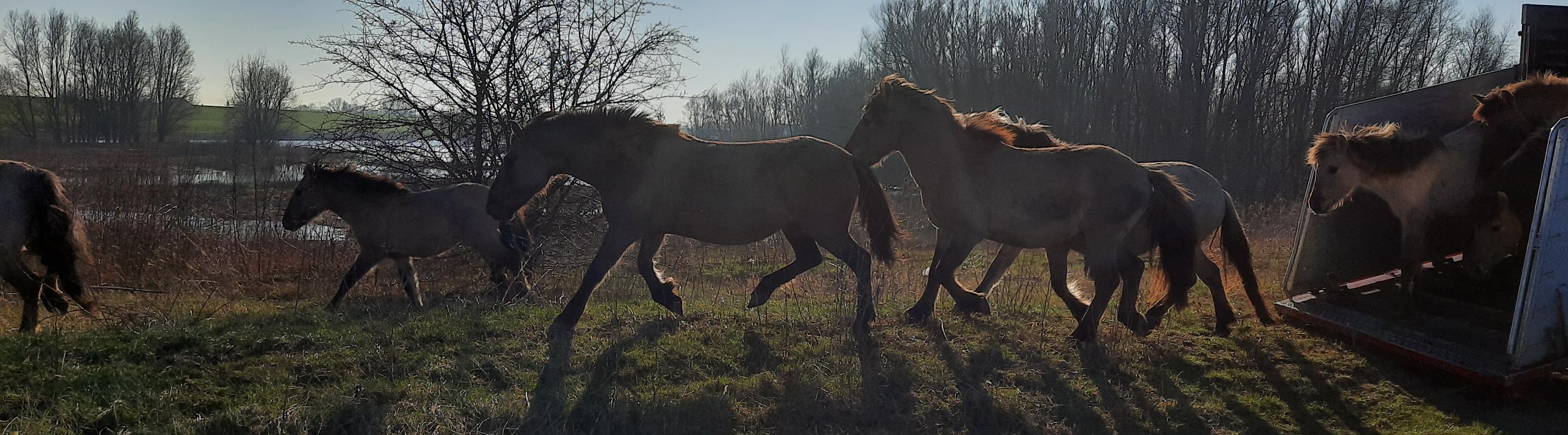 Eerste harem wordt losgelaten in de Afferdense en Deestse uiterwaarden. © Marc Buchner