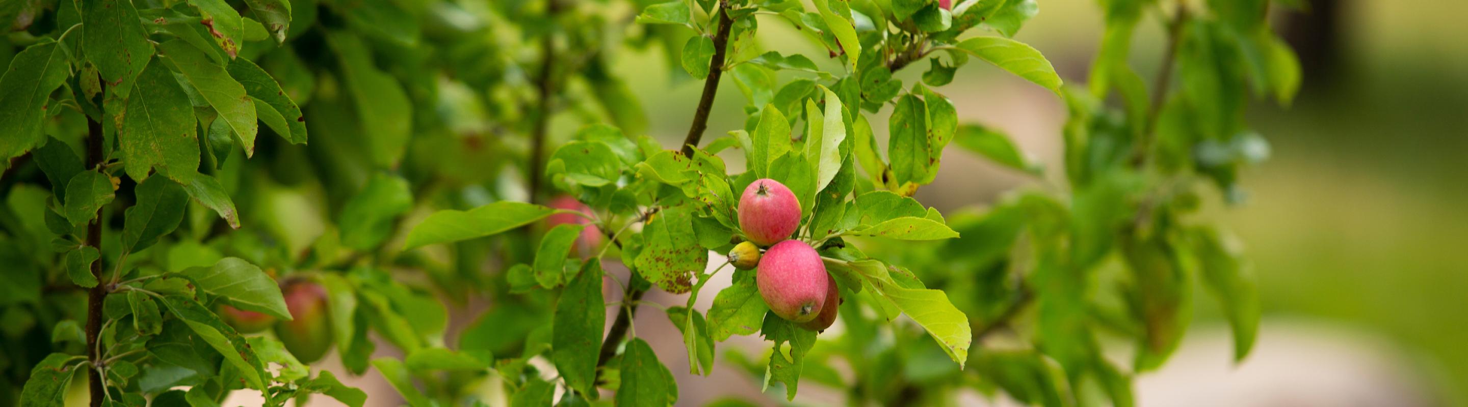 Appels