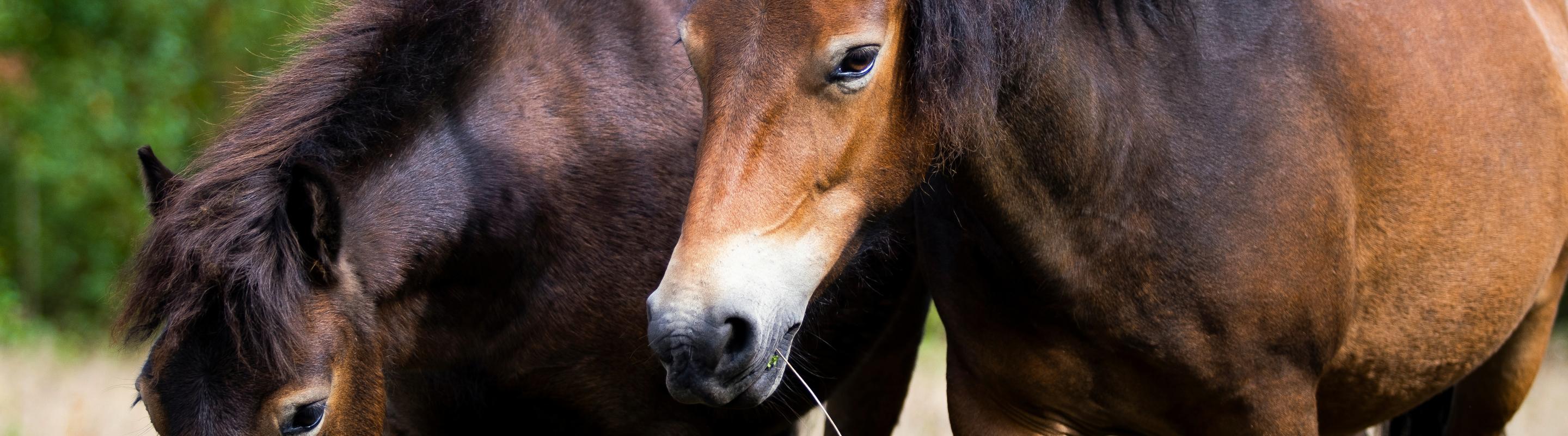 Exmoors op Maashorst