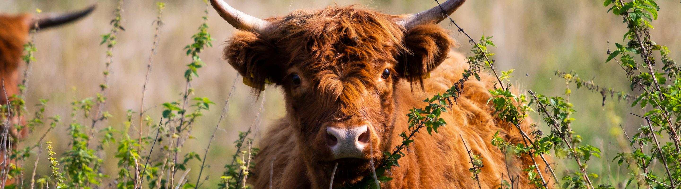 Hooglander Oosterhoutse Waard