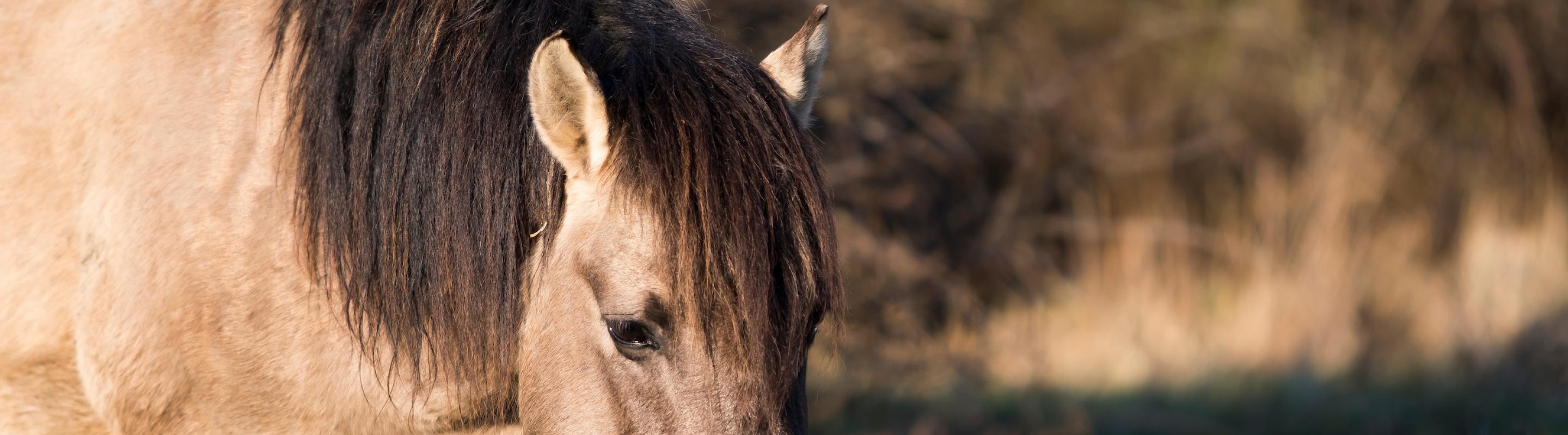 Konik