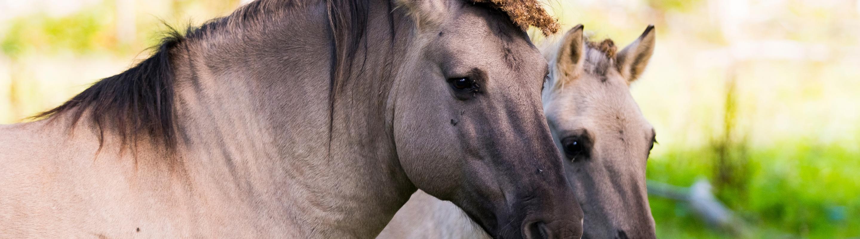 Konik