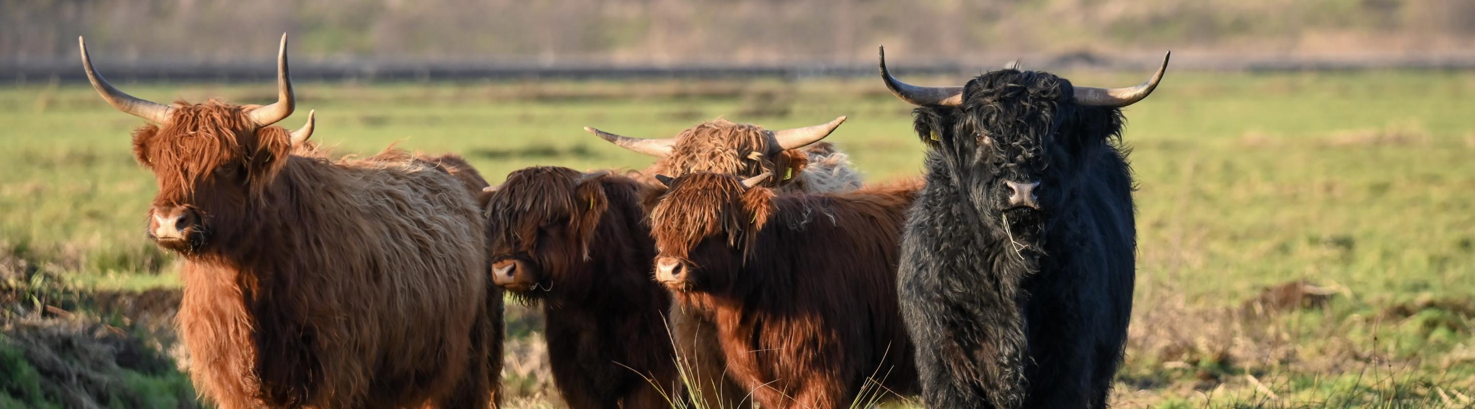 Hooglanders