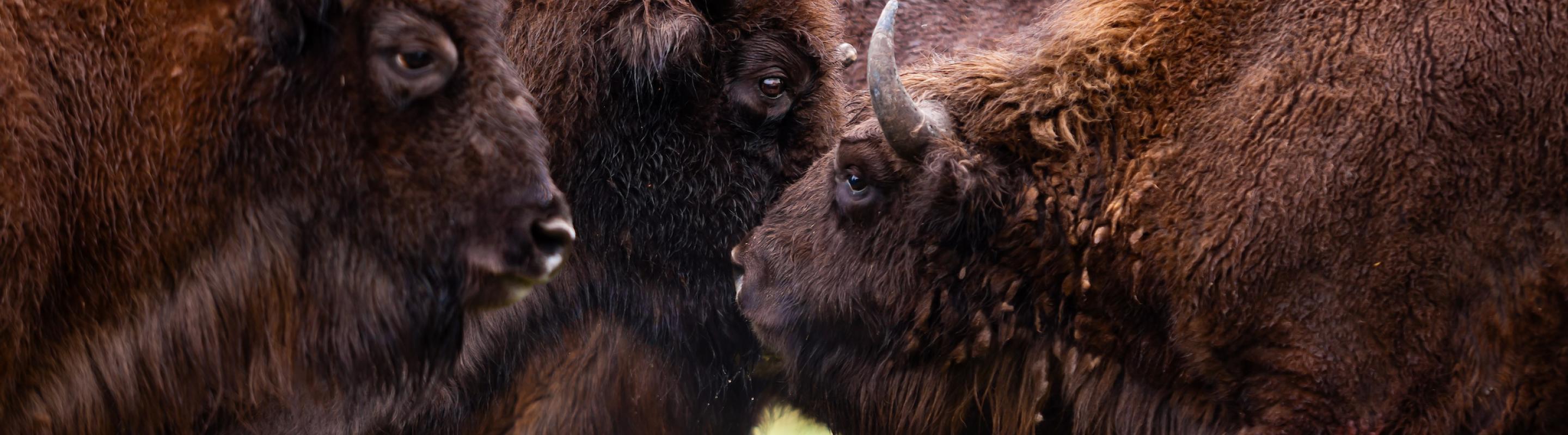 Wisent