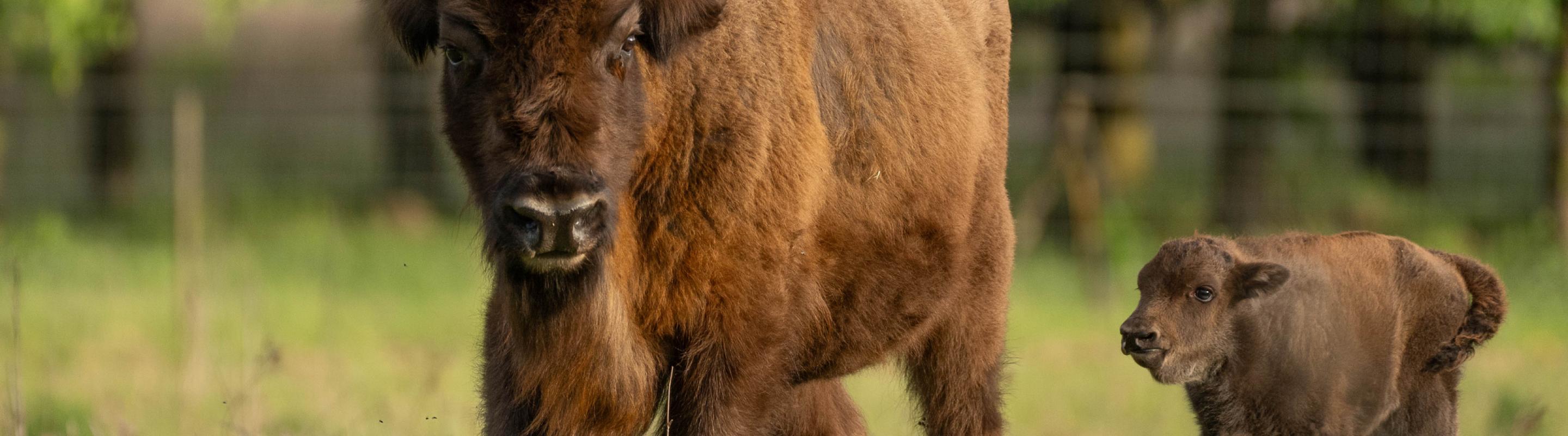 Kalf wisent Veluwe