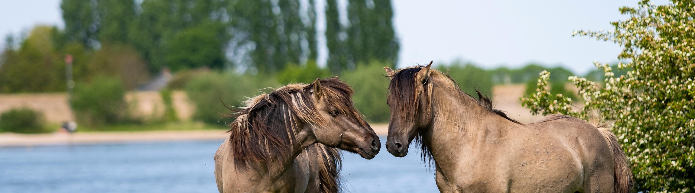 Paard