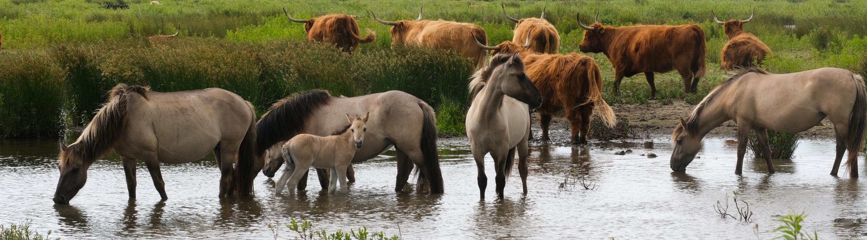 Tiengemeten