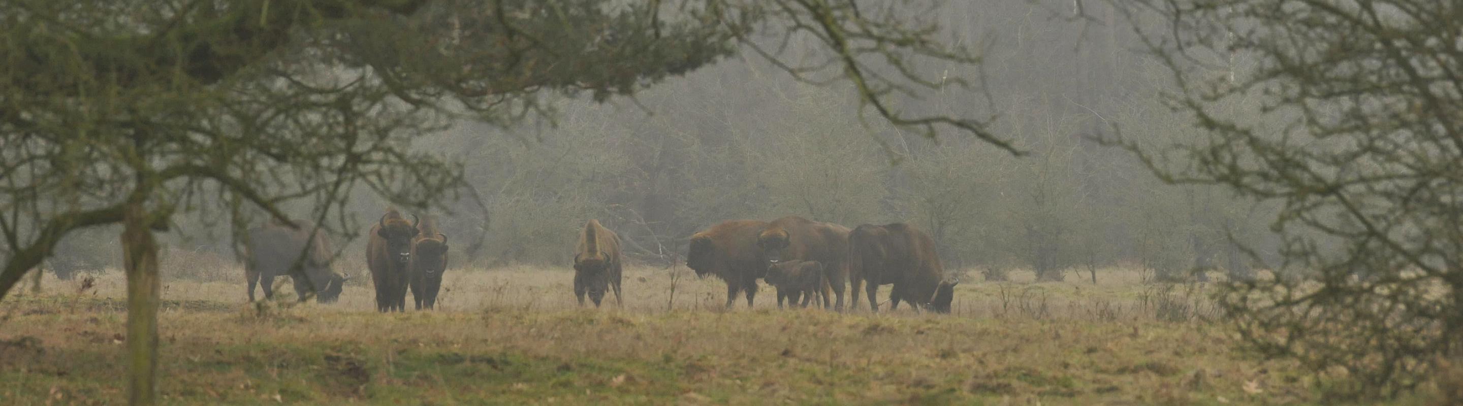 Wisent in mist. Siegi van Mil