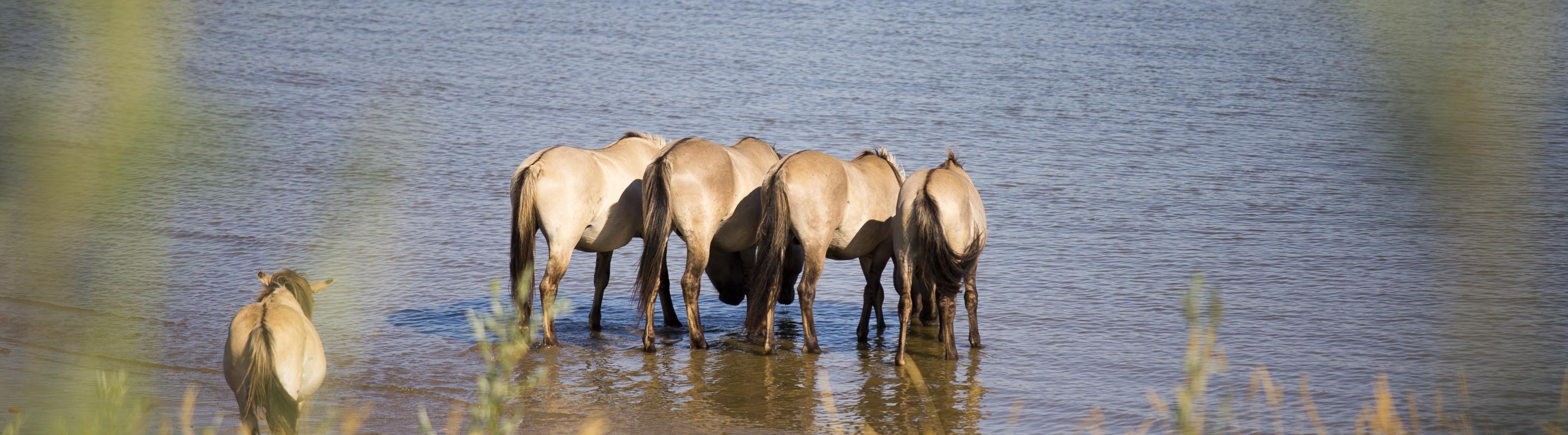 Paarden