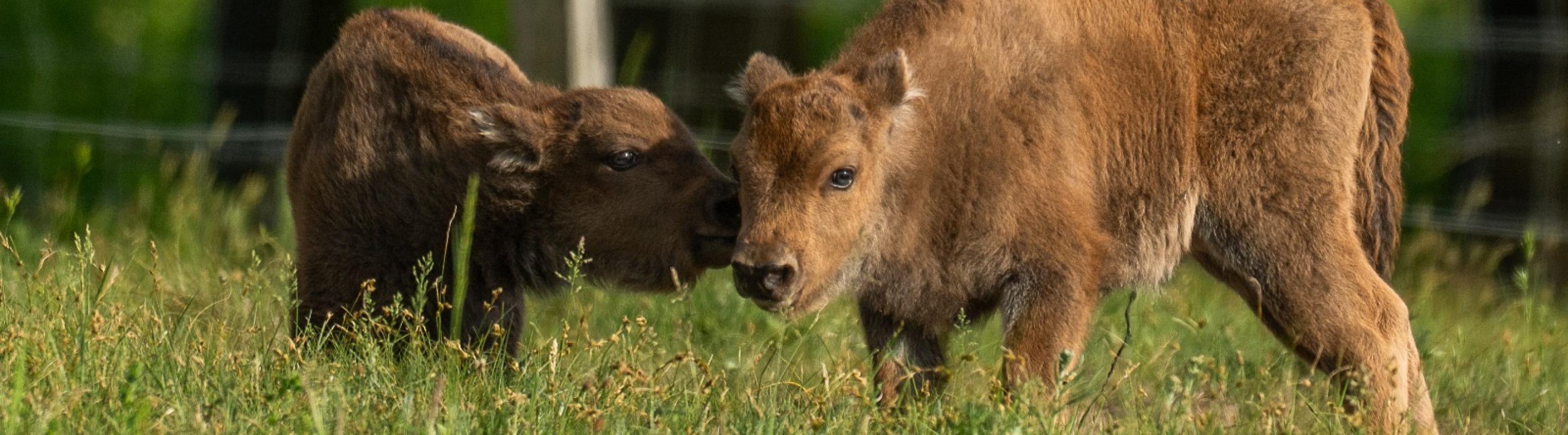 Kalfjes Veluwe