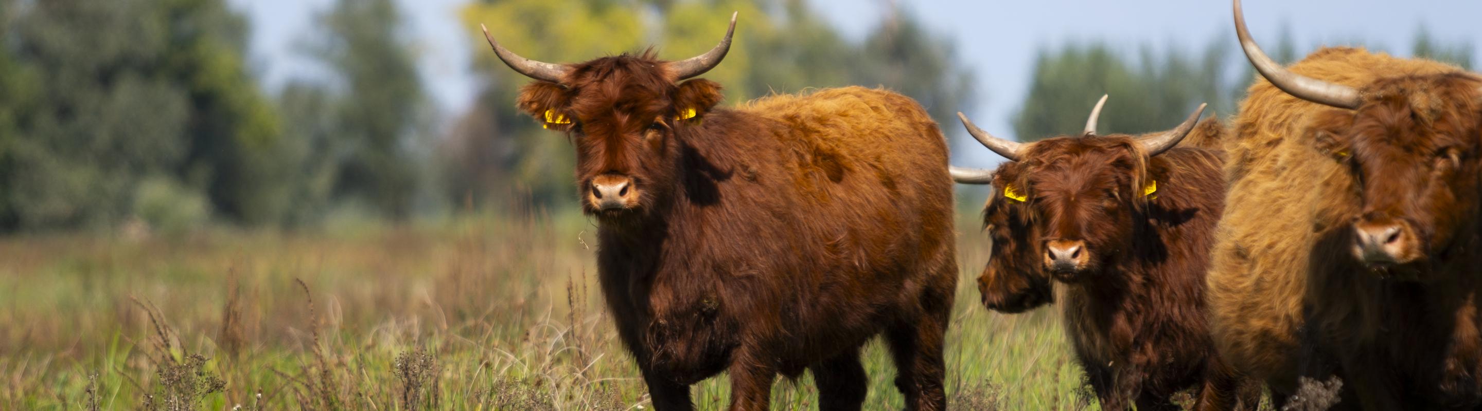 Hooglander