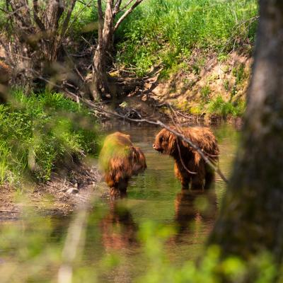 Schotse Hooglanders Indetal