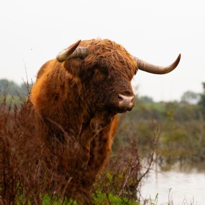 Geuzenbos