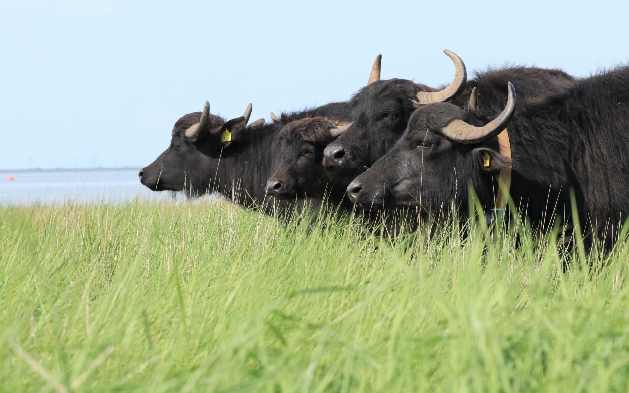Waterbuffels kijken uit over Saeftinghe
